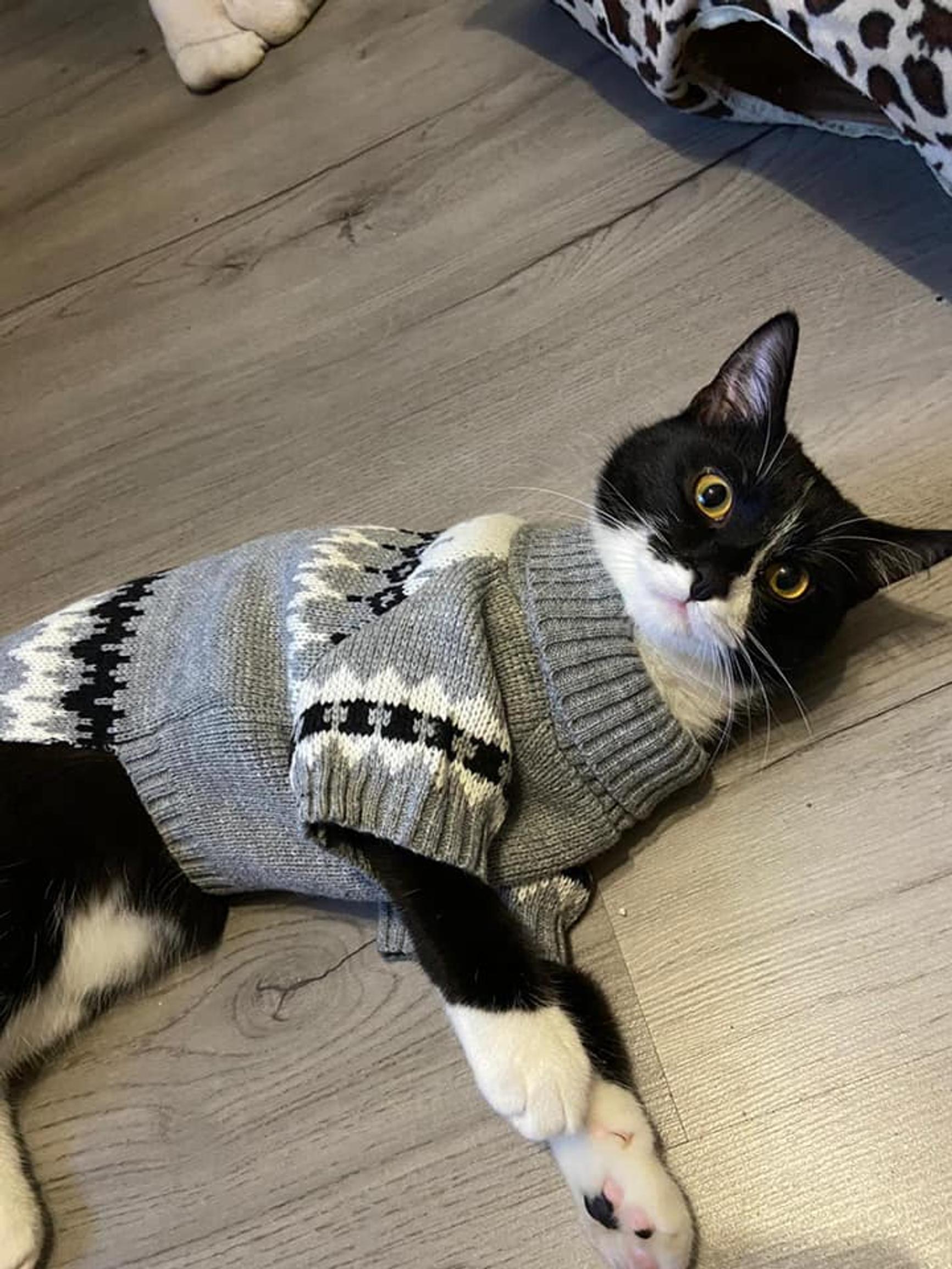 Kissa pötköttää lattialla neuleasussa.