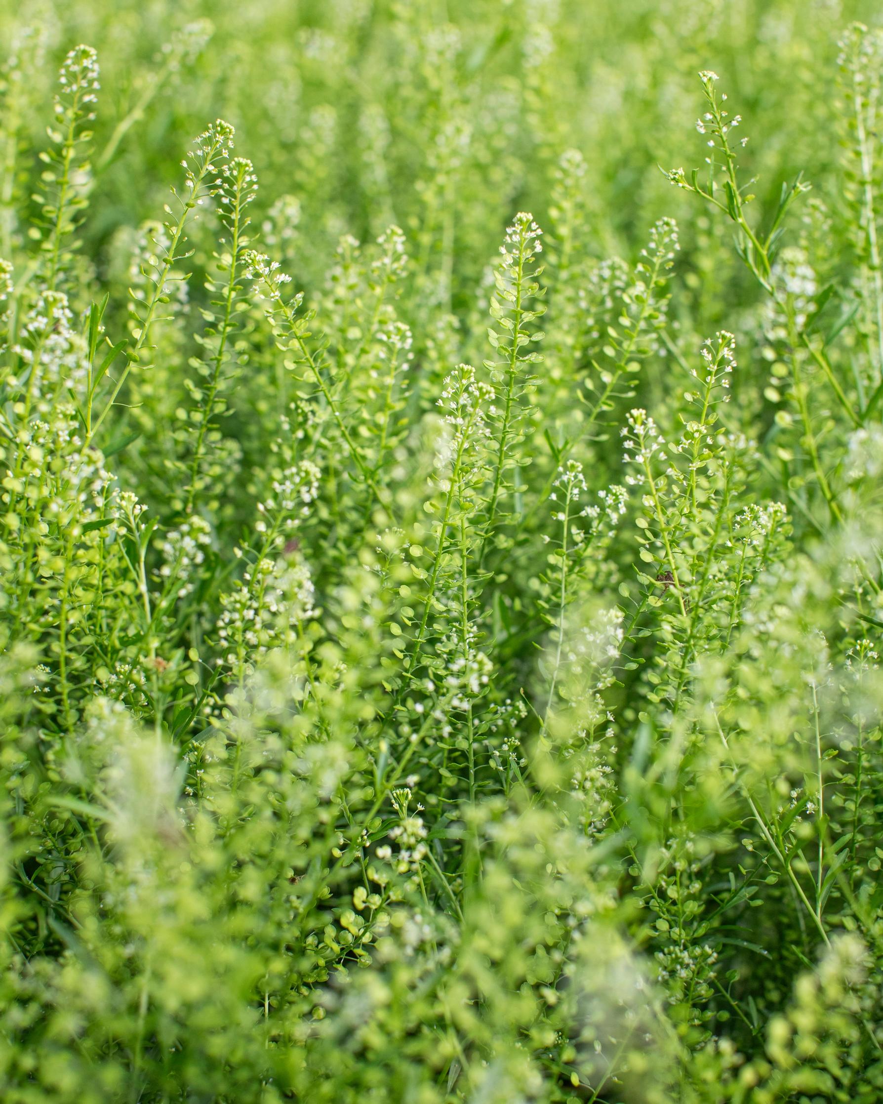 taskuruoho ’Green Bell’