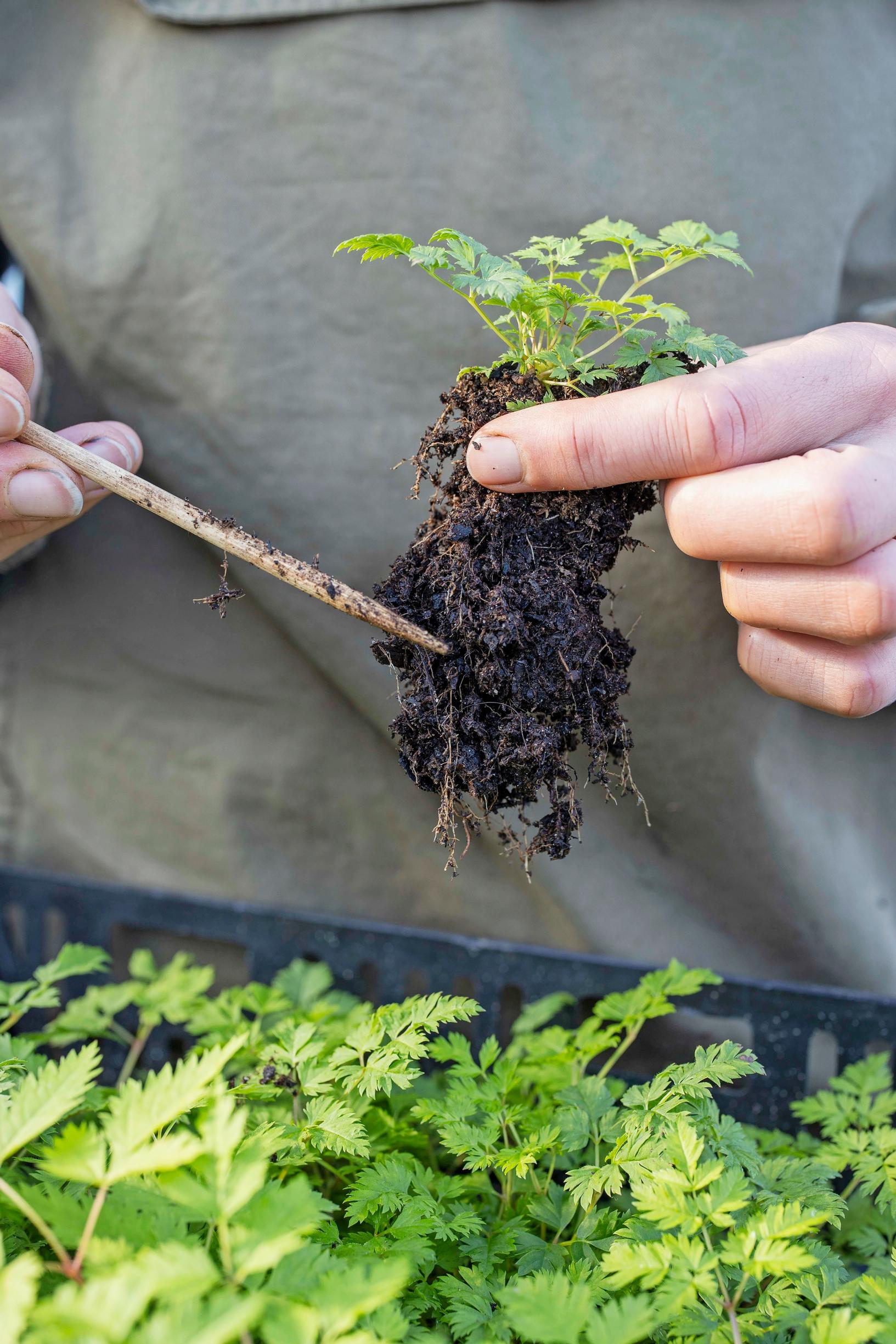 Perennojen kylvö syksyllä