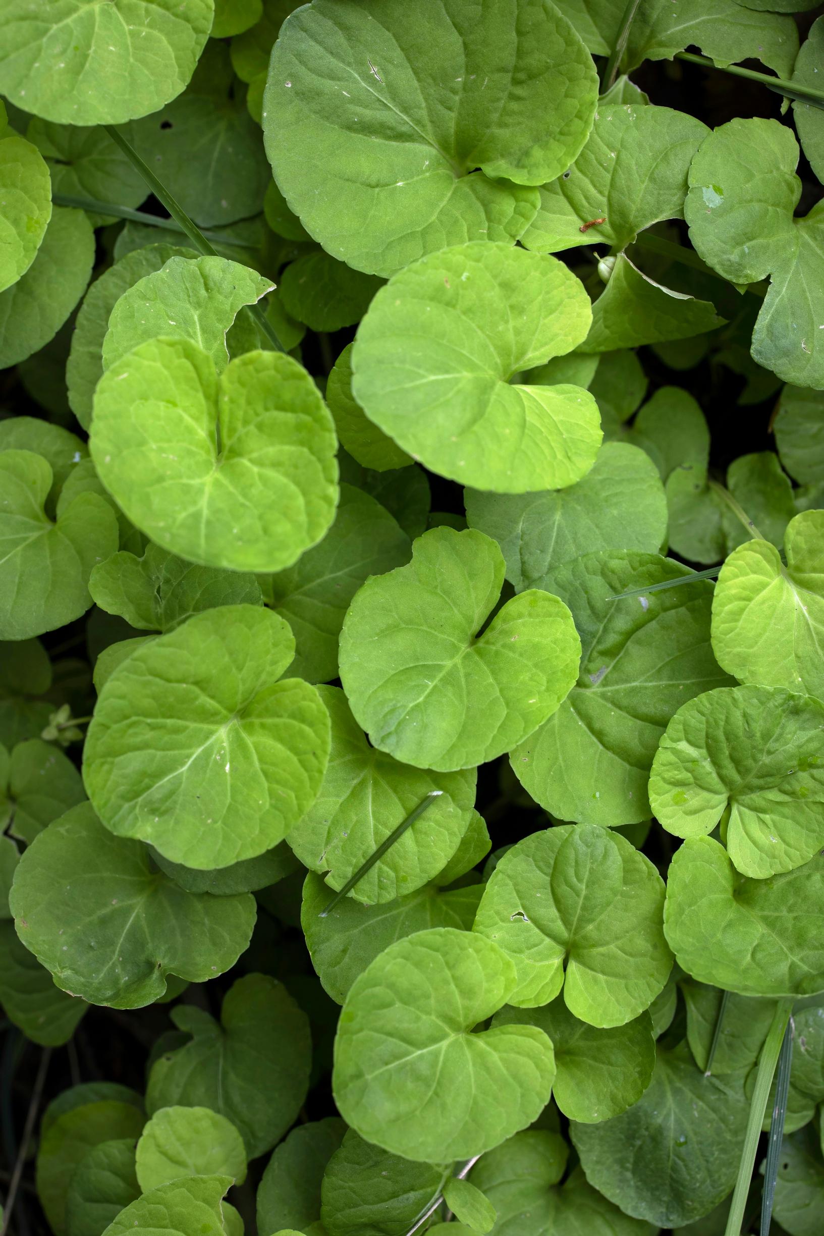 luonnonmukainen puutarha