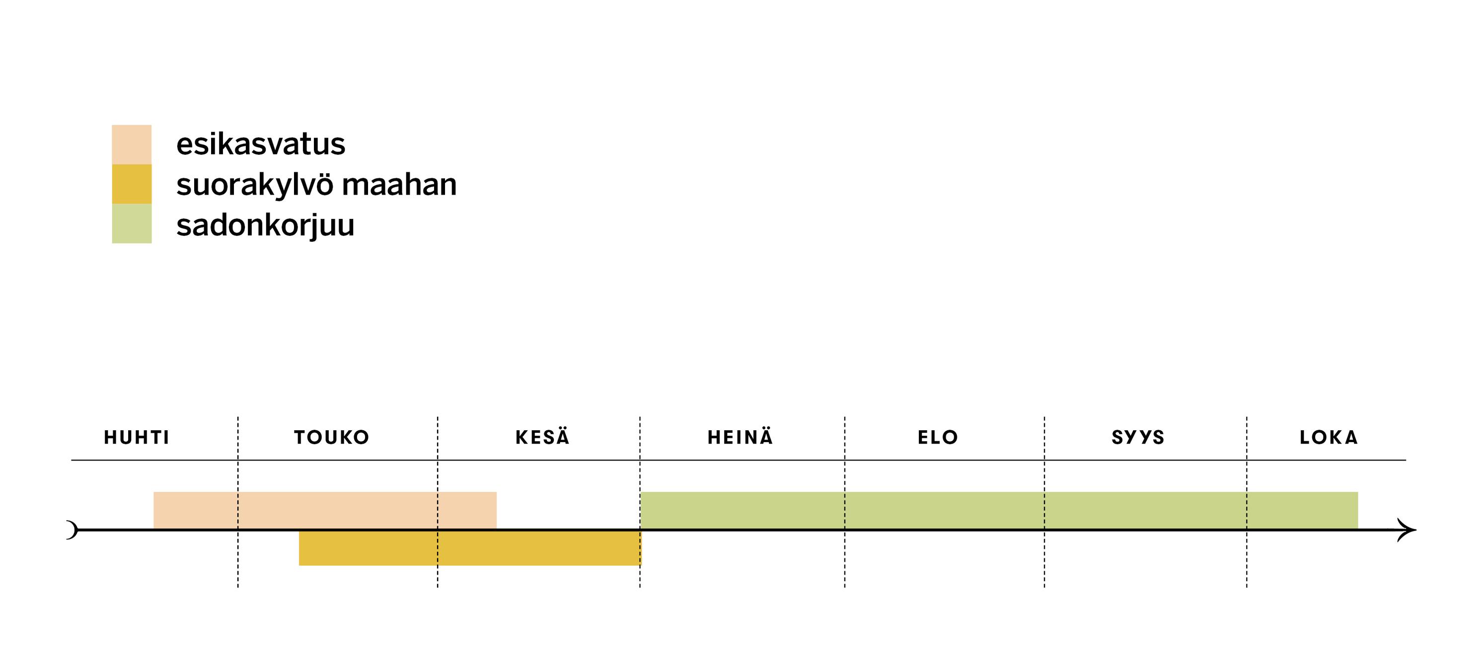 Mangoldin esikasvatus- ja kylvöajat