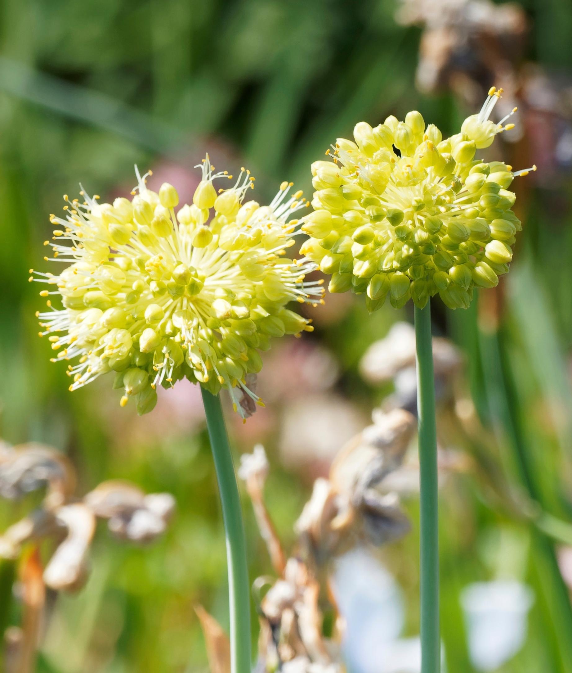 Siperianlaukka, Allium obliquum