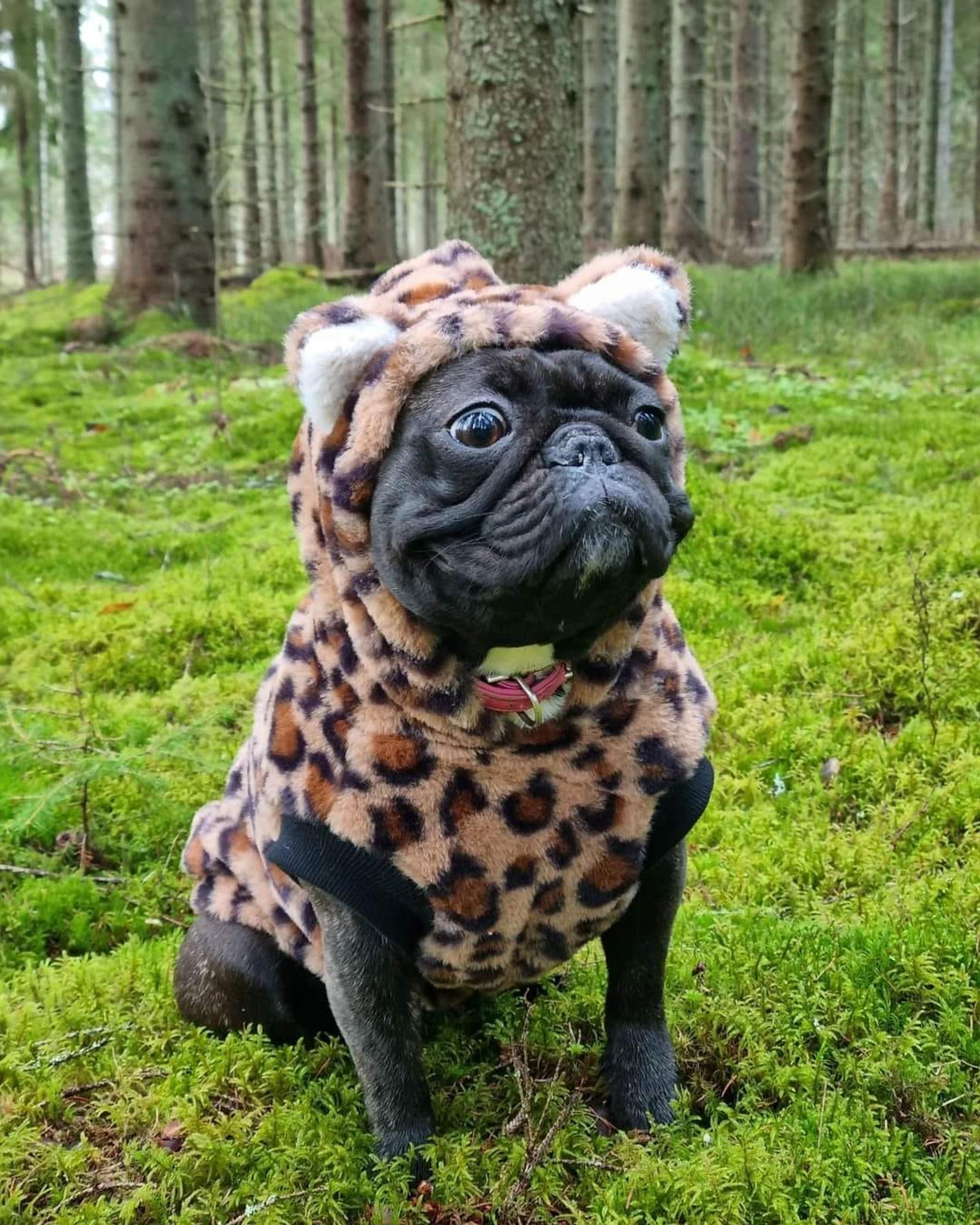 Ranskanbuldoggi Amanda