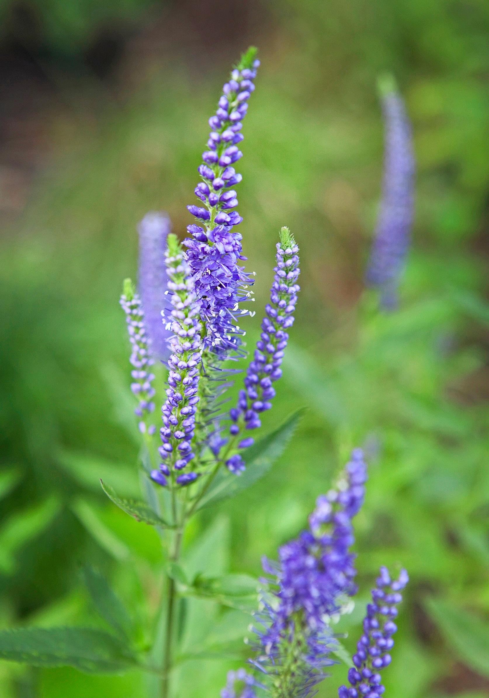 Rantatädyke ’Blue Shades’