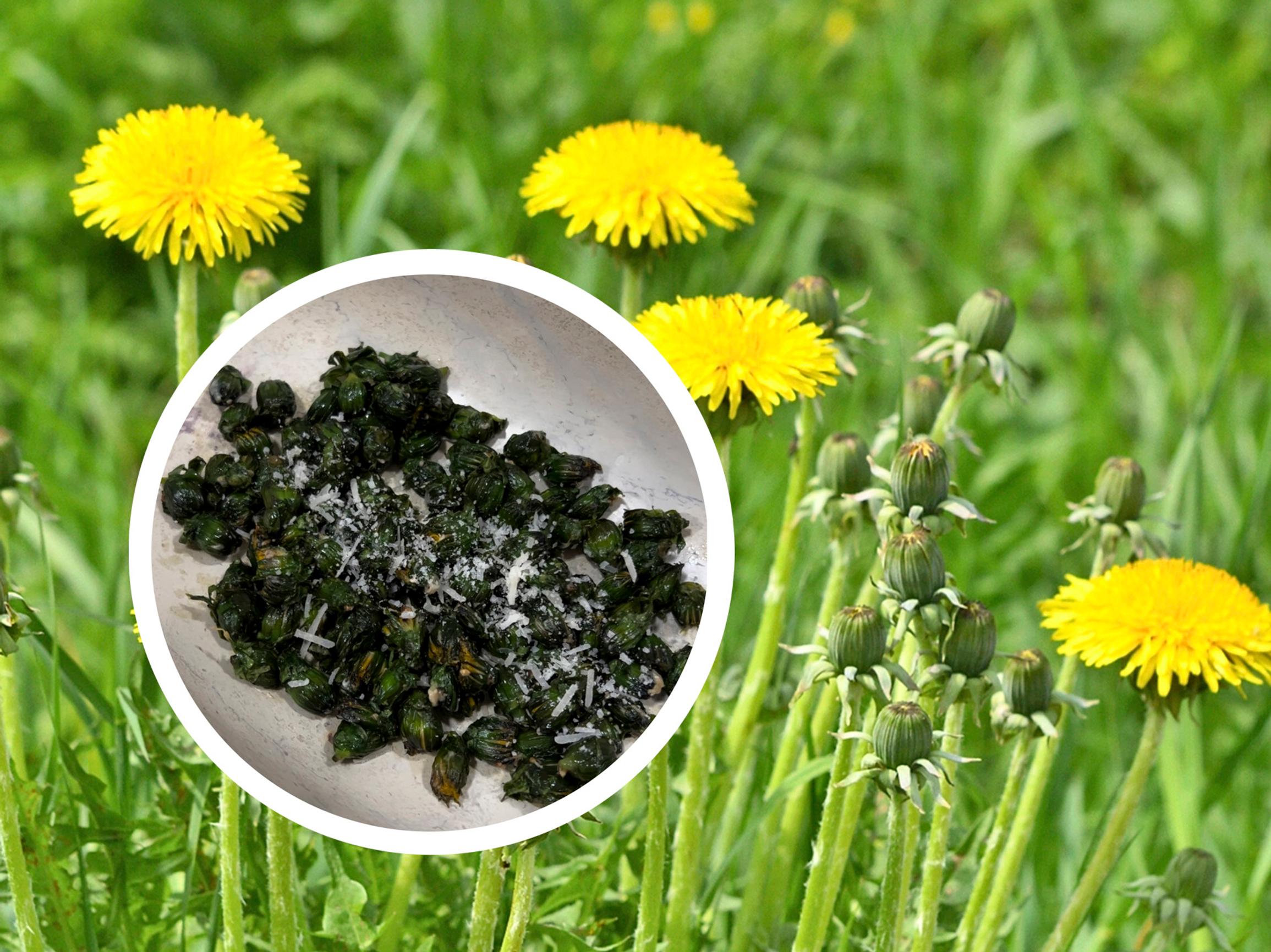 Miltä maistuvat paistetut voikukannuput? Testasimme hittireseptin: ”Lempeä, pehmeä maku”