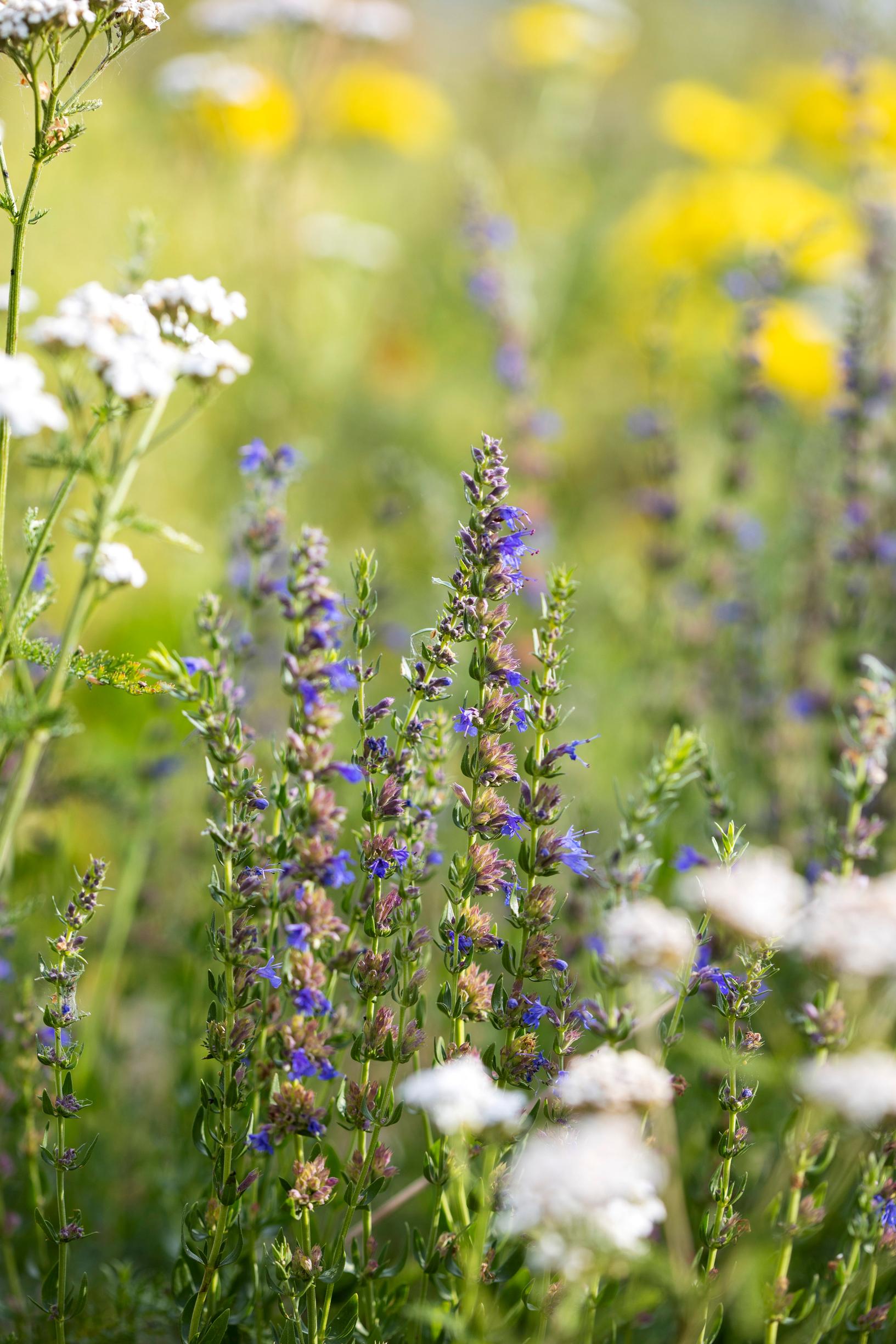 Sininen iisoppi Ulla-Maijan puutarhassa