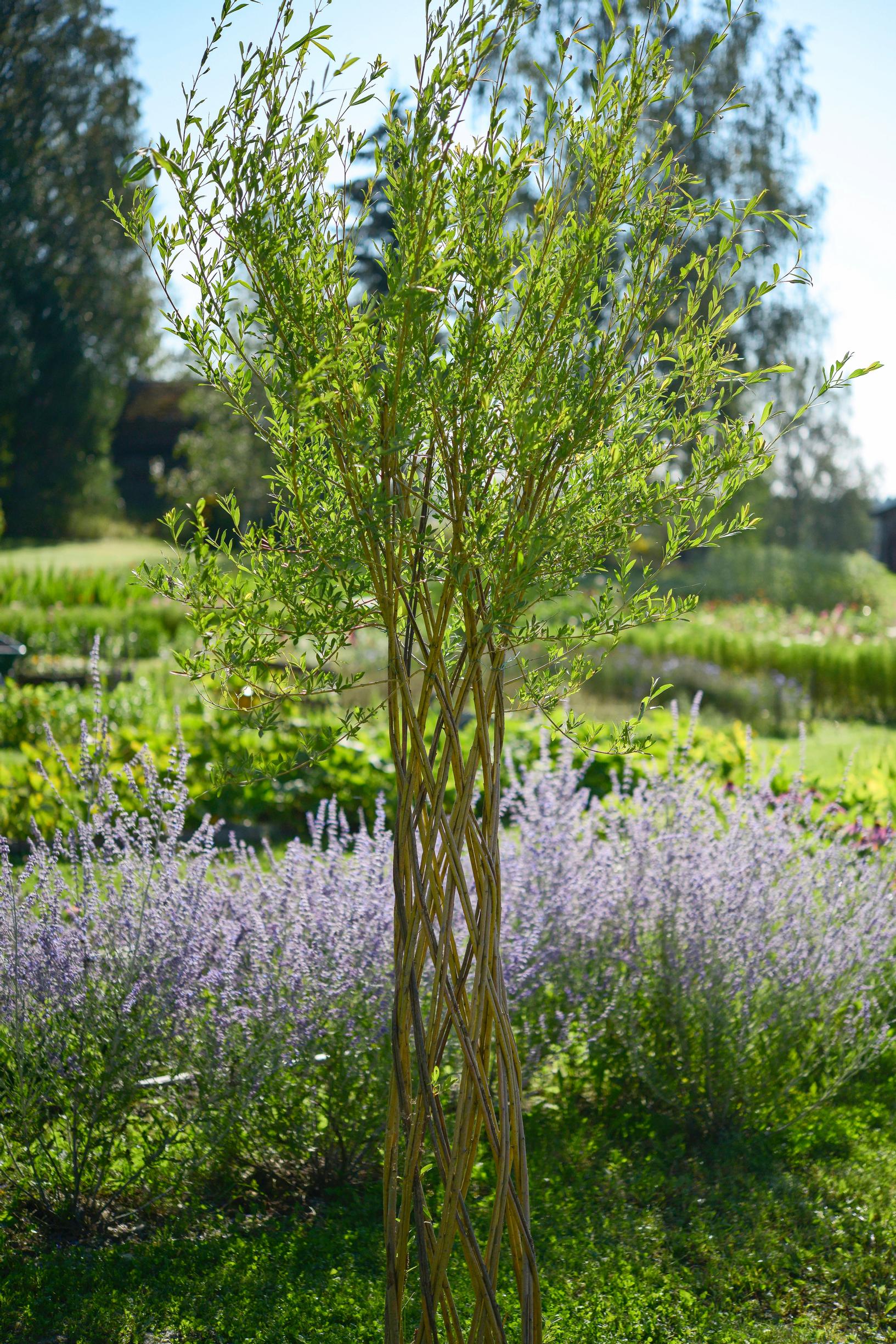 Pajutyöt: belgialainen ristikkopuu.