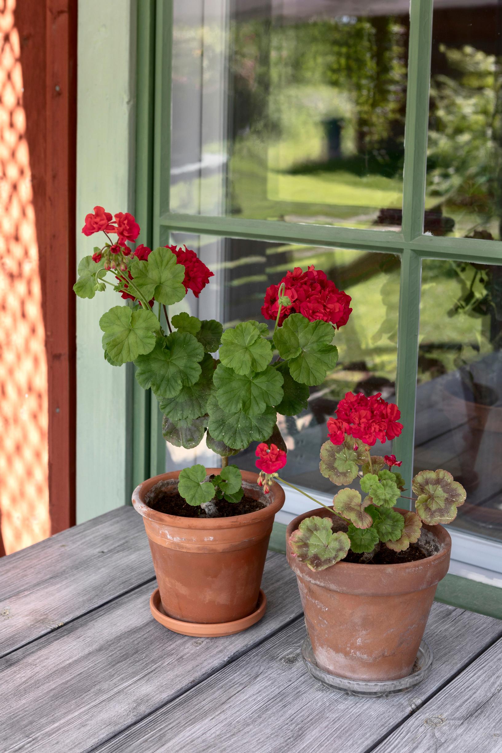 Pelargonit ikkunan edessä