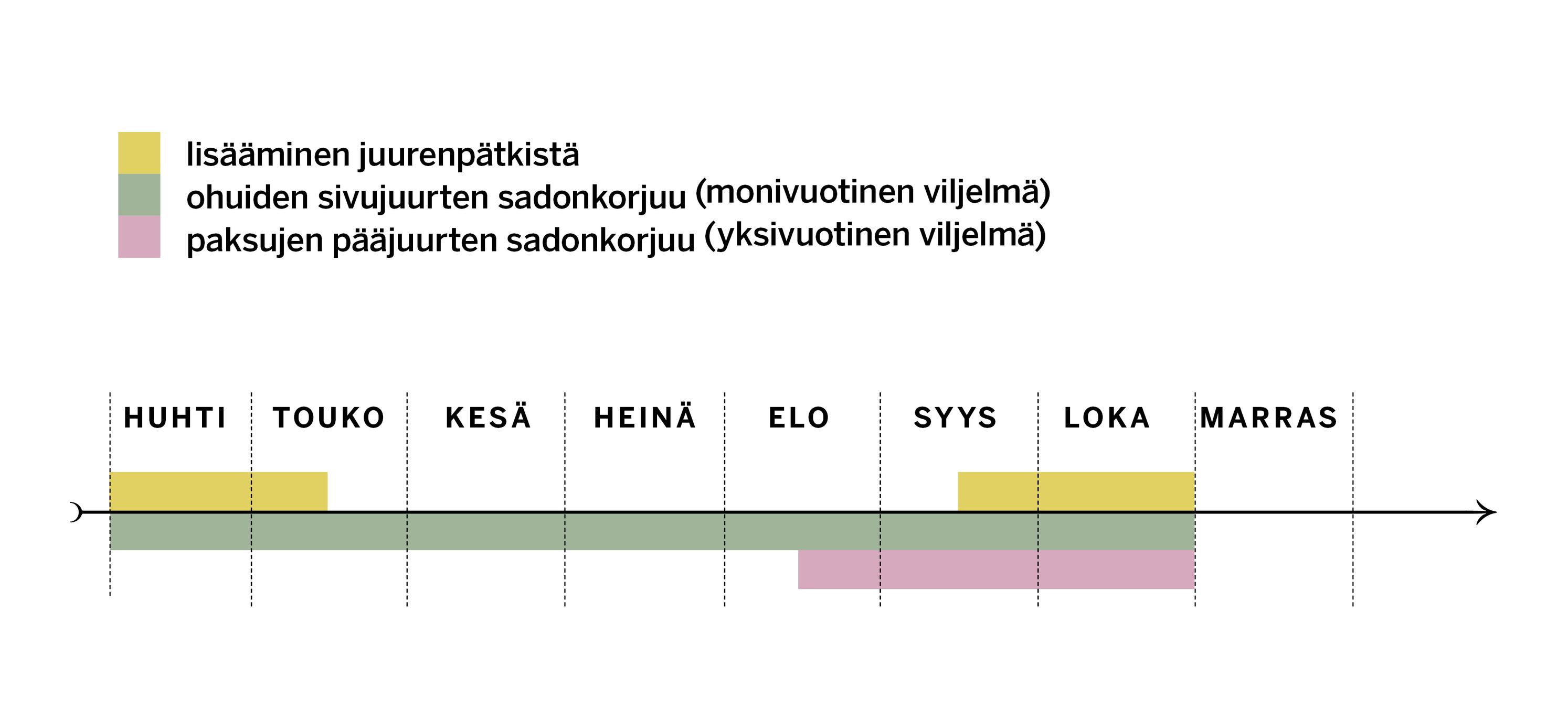 Piparjuuren lisäys- ja sadonkorjuuajat