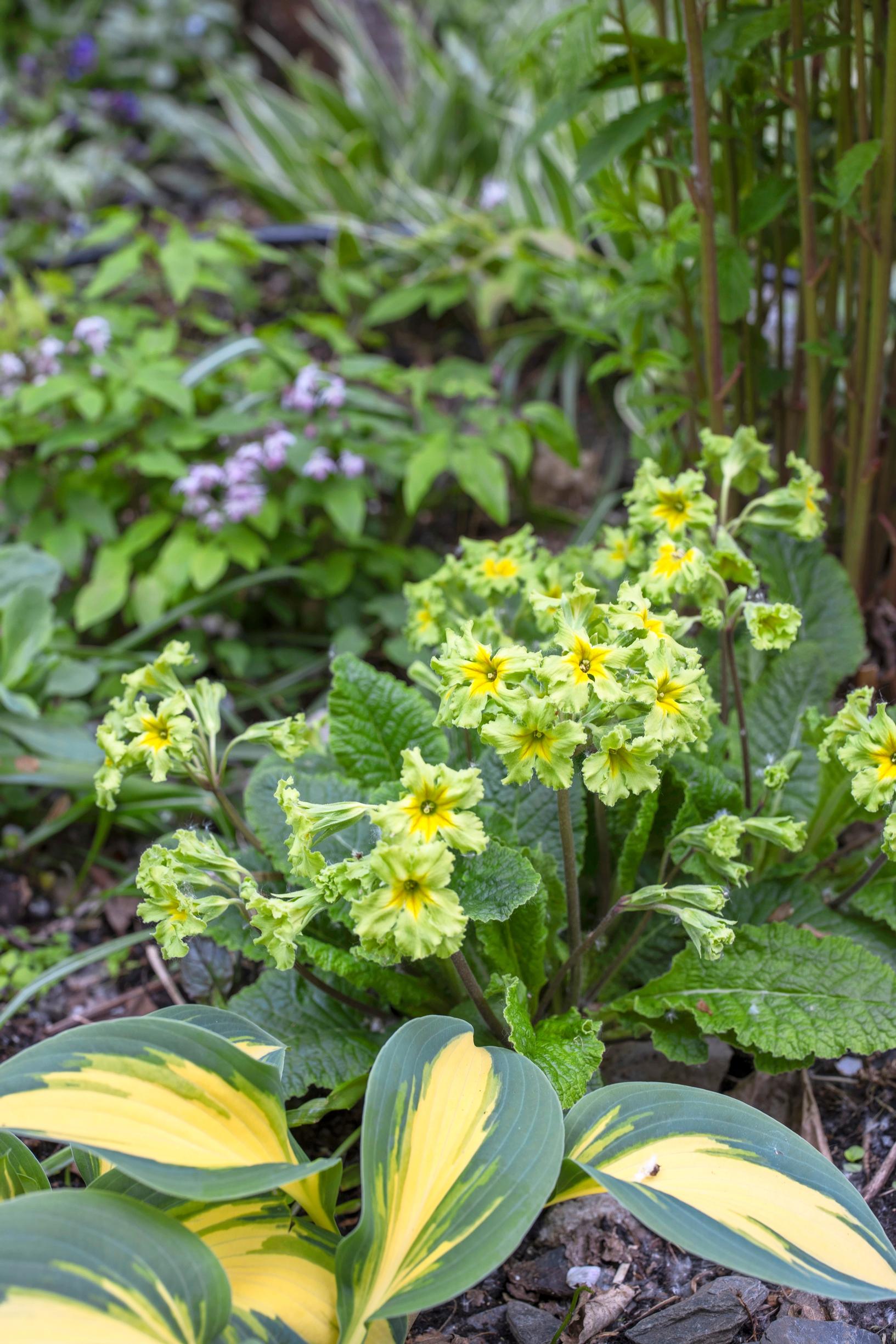 ’Francesca’-loistokevätesikon vihertävänkeltainen sävy sopii yhteen kaikkien värien kanssa.