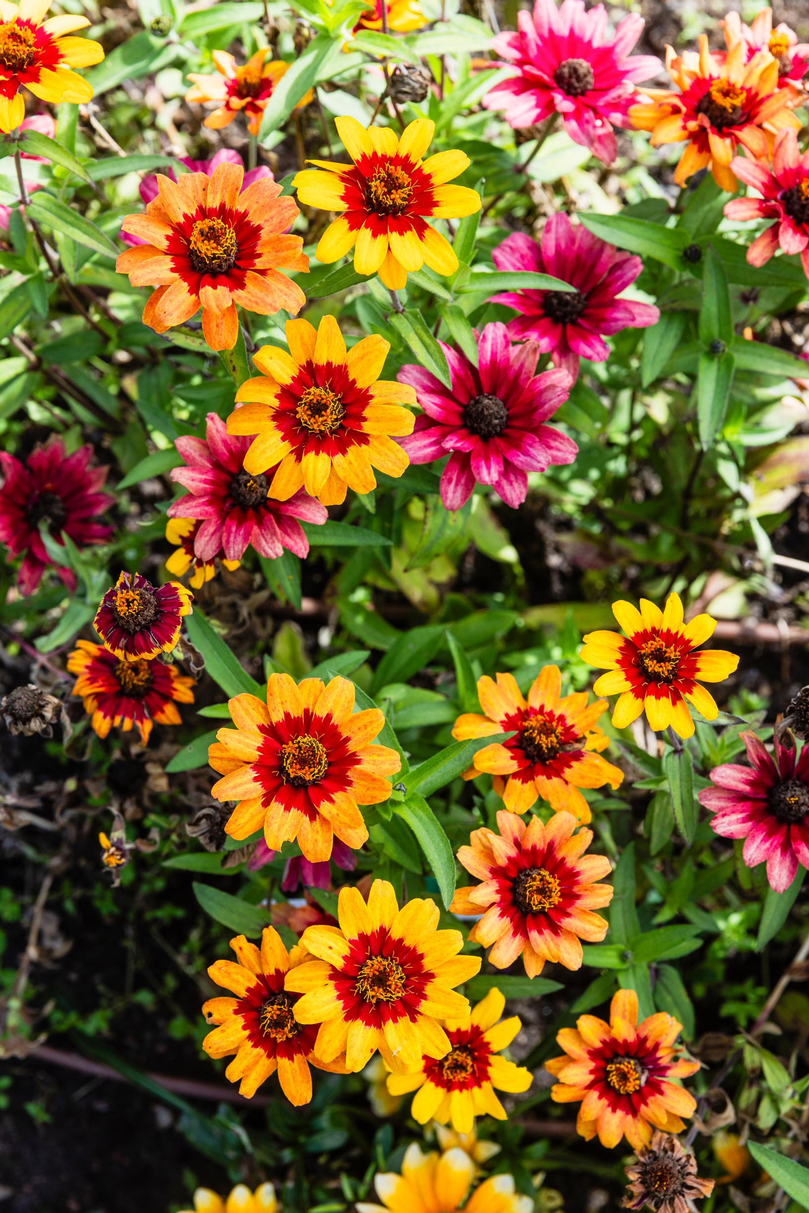 Loistotsinnia ’Profusion Red Bicolor’.
