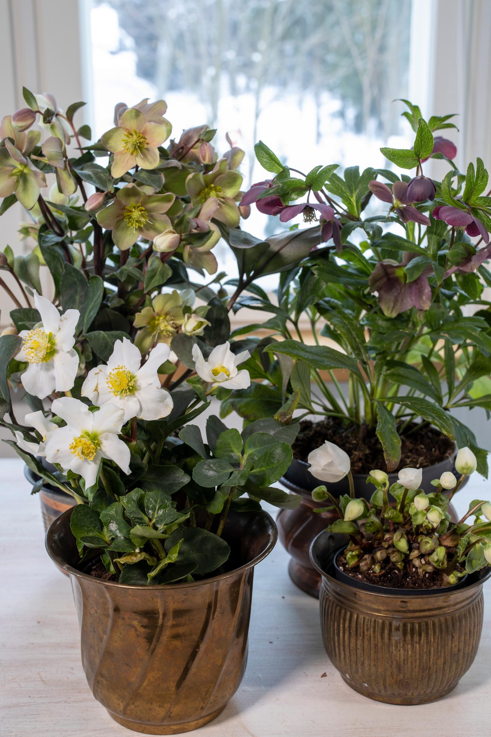 Tarhajouluruusun (Helleborus x hybridus) lajikkeet ’Victoria’ ja ’Valeria’, etuvasemmalla vaaleajouluruusu (Helleborus niger).
