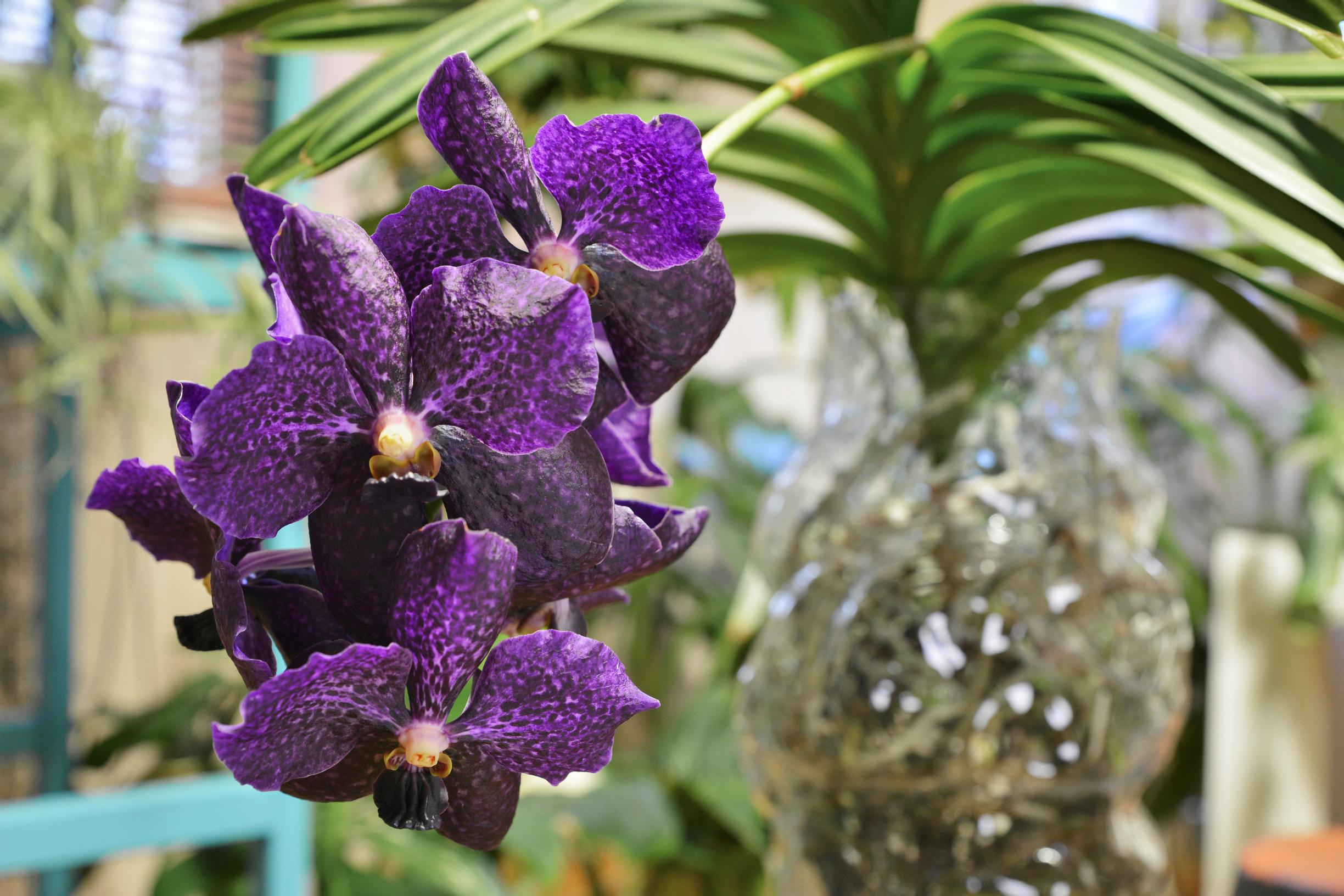 Vanda-orkidea kukkii näyttävästi ja kauan.