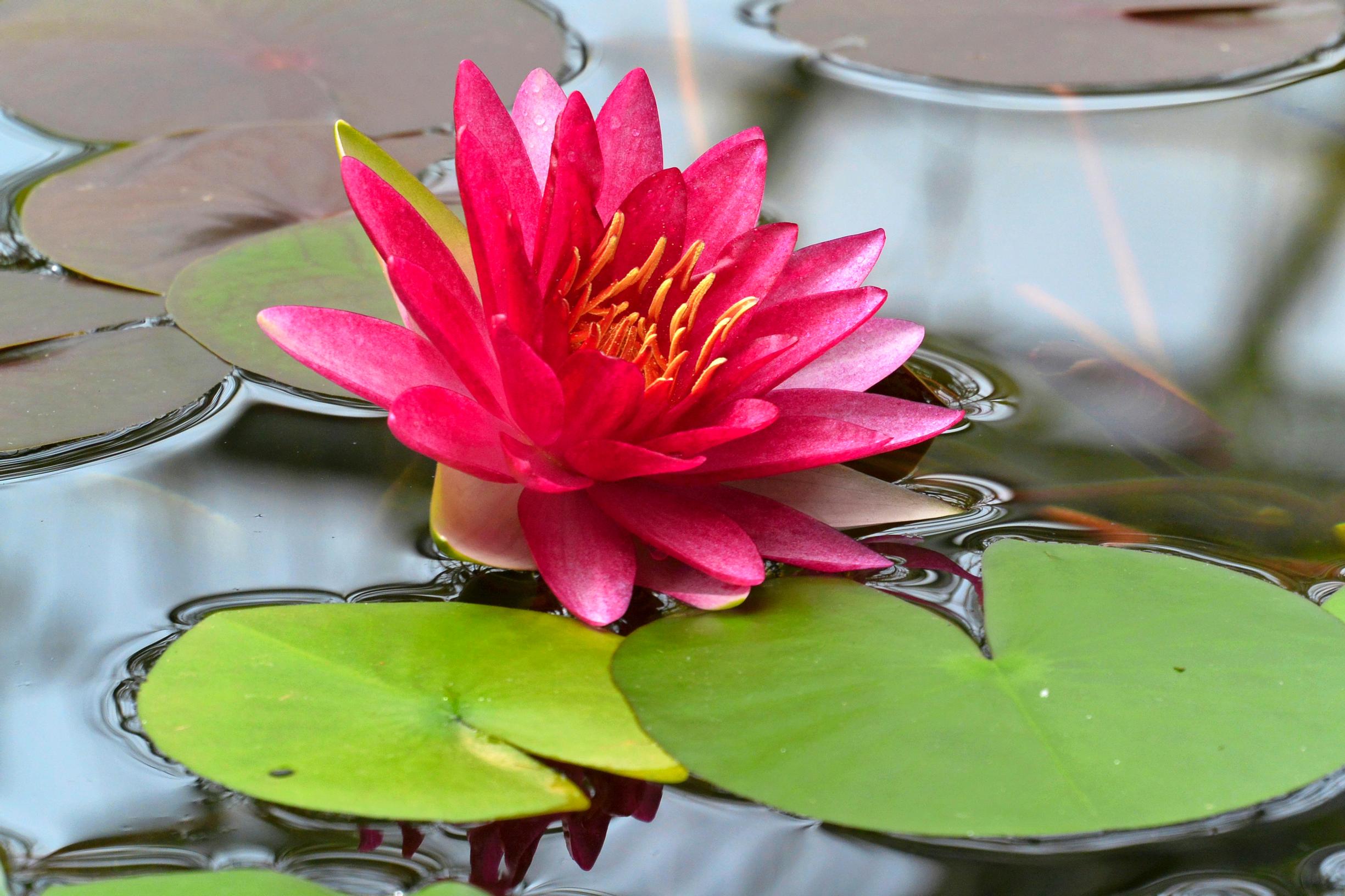 Lumme Nymphaea Attraction