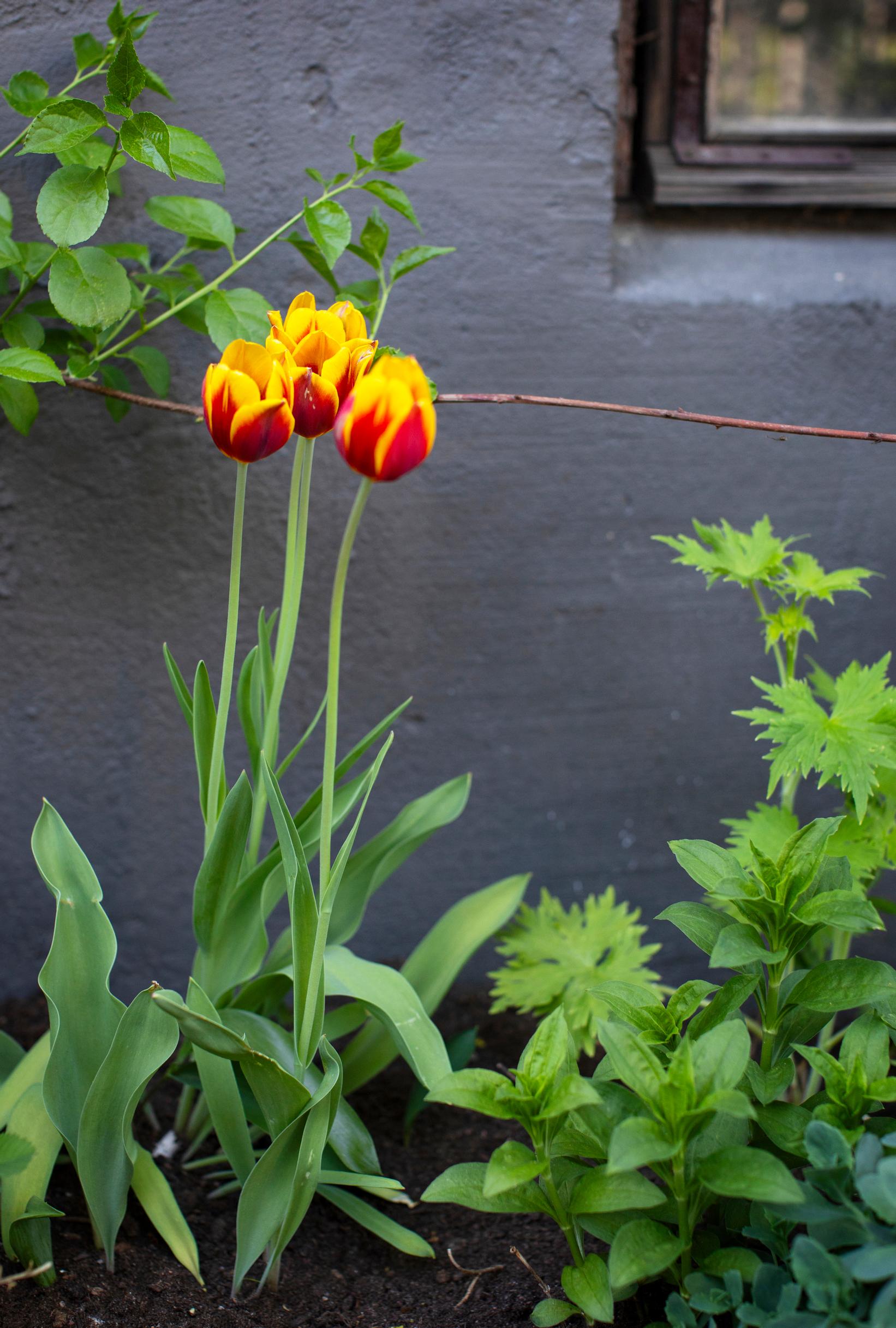Tulppaaneja talon seinustalla.