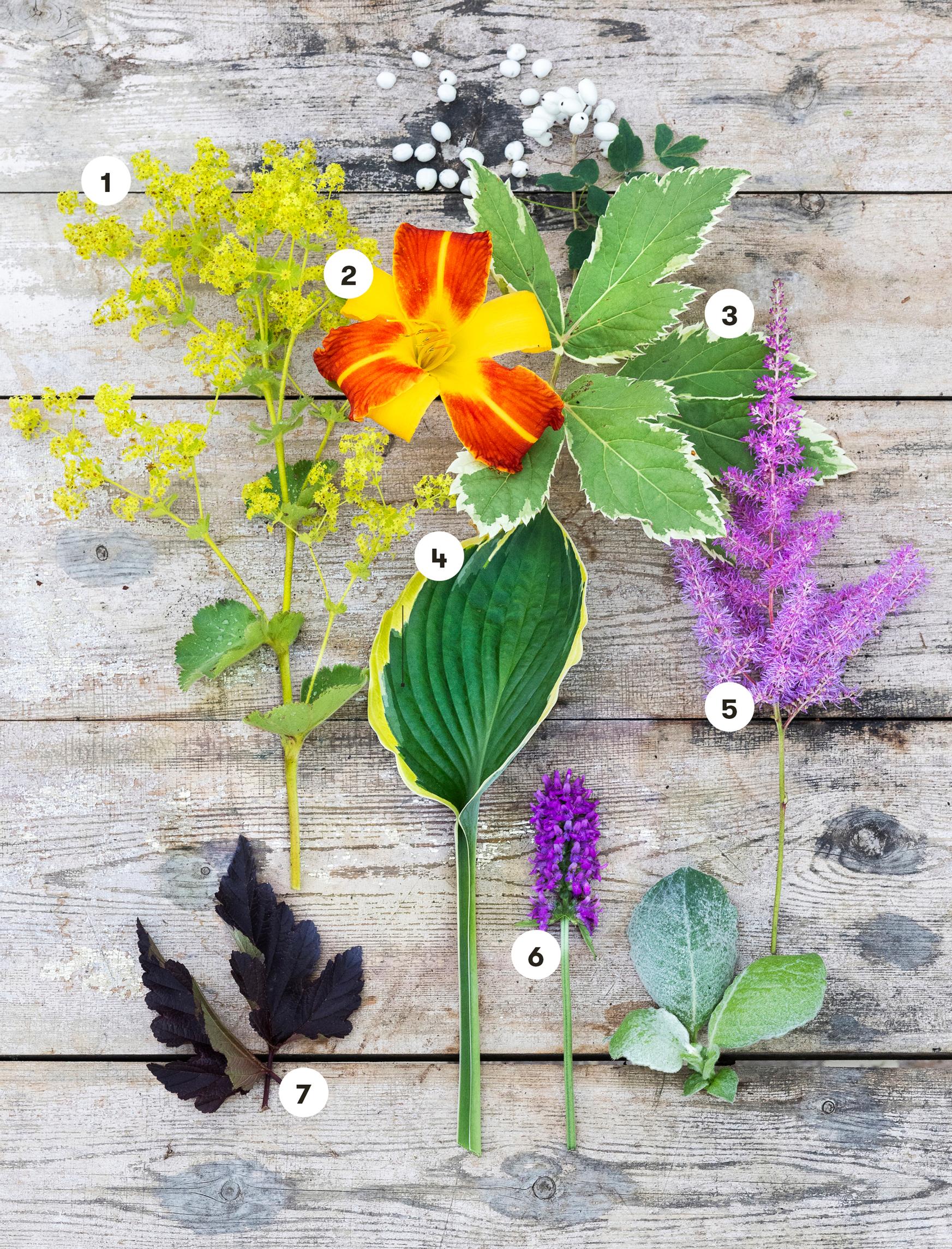 1. Jättipoimulehti, 2. tarhapäivänlilja 'Frans Hals', 3. rohtosuoputki, 4. keltareunakuunlilja 'Aureomarginata', tarhajaloangervo 'Amethyst', tähkäpähkämö 'Hummelo' ja 7. purppuraheisiangervo 'Lady in Red'.