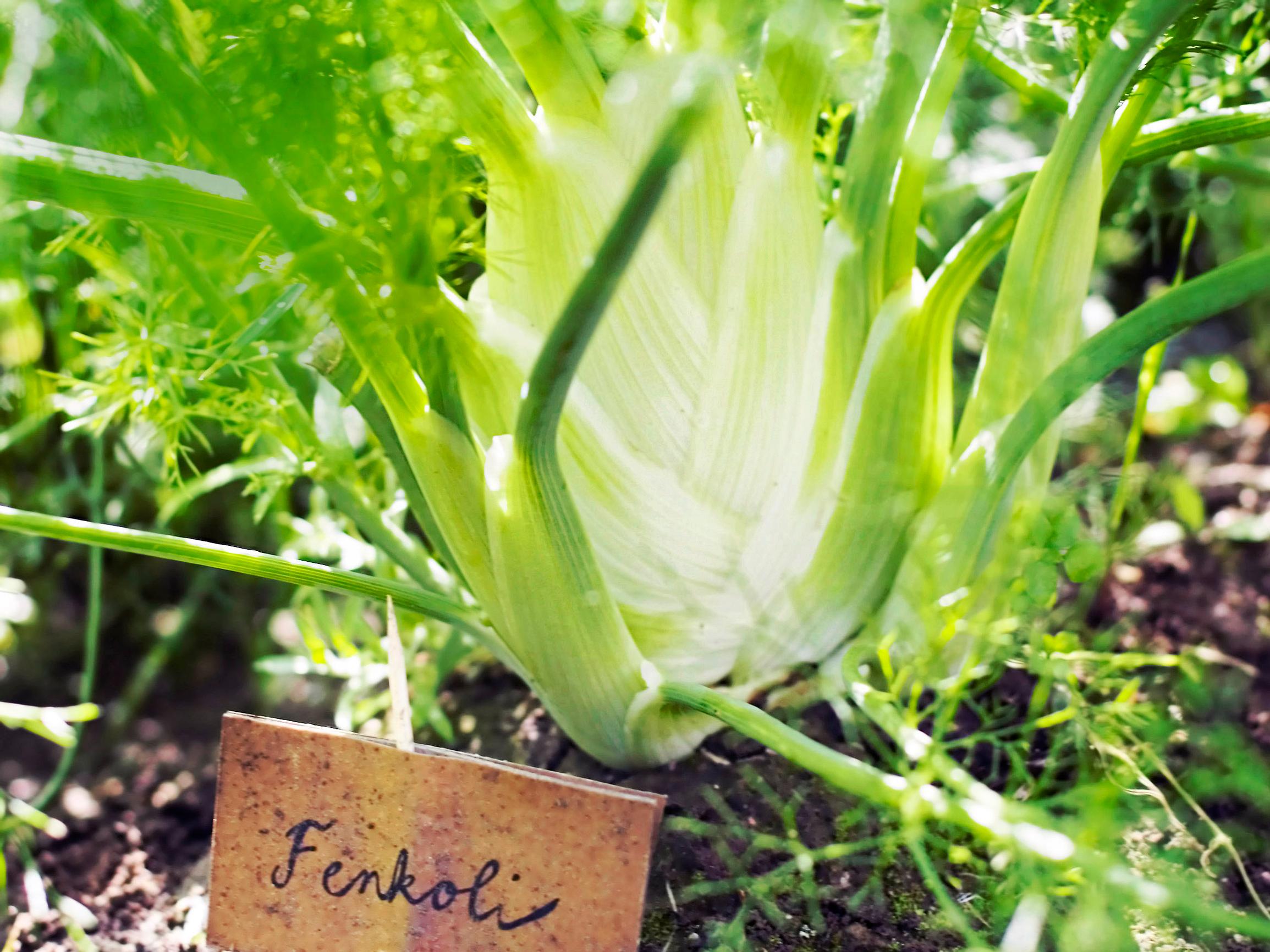 Fenkoli on monikäyttöinen kasvi, joka kukoistaa ruukussakin – nappaa kasvatusvinkit ja parhaat reseptit