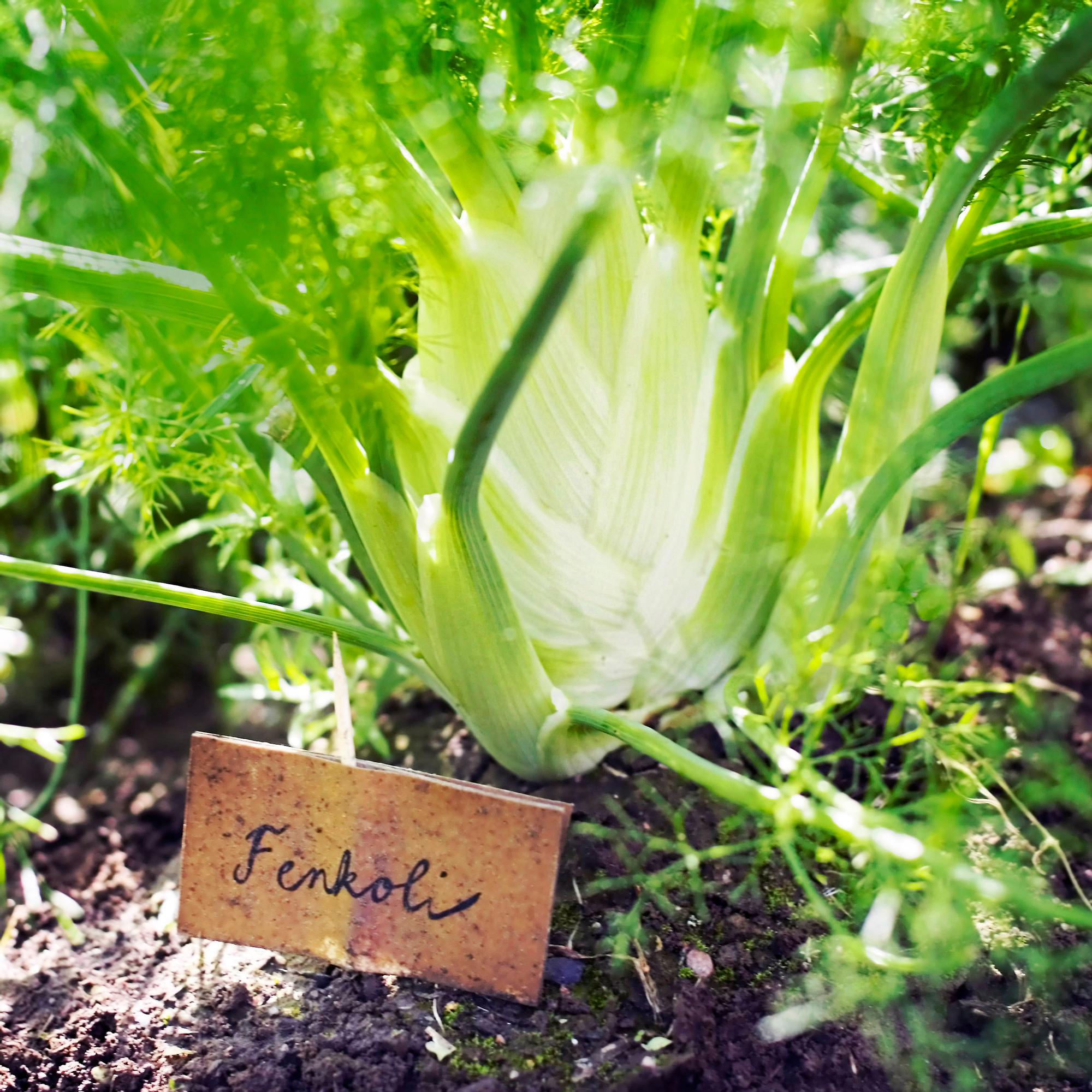 Fenkoli on monikäyttöinen kasvi, joka kukoistaa ruukussakin – nappaa kasvatusvinkit ja parhaat reseptit