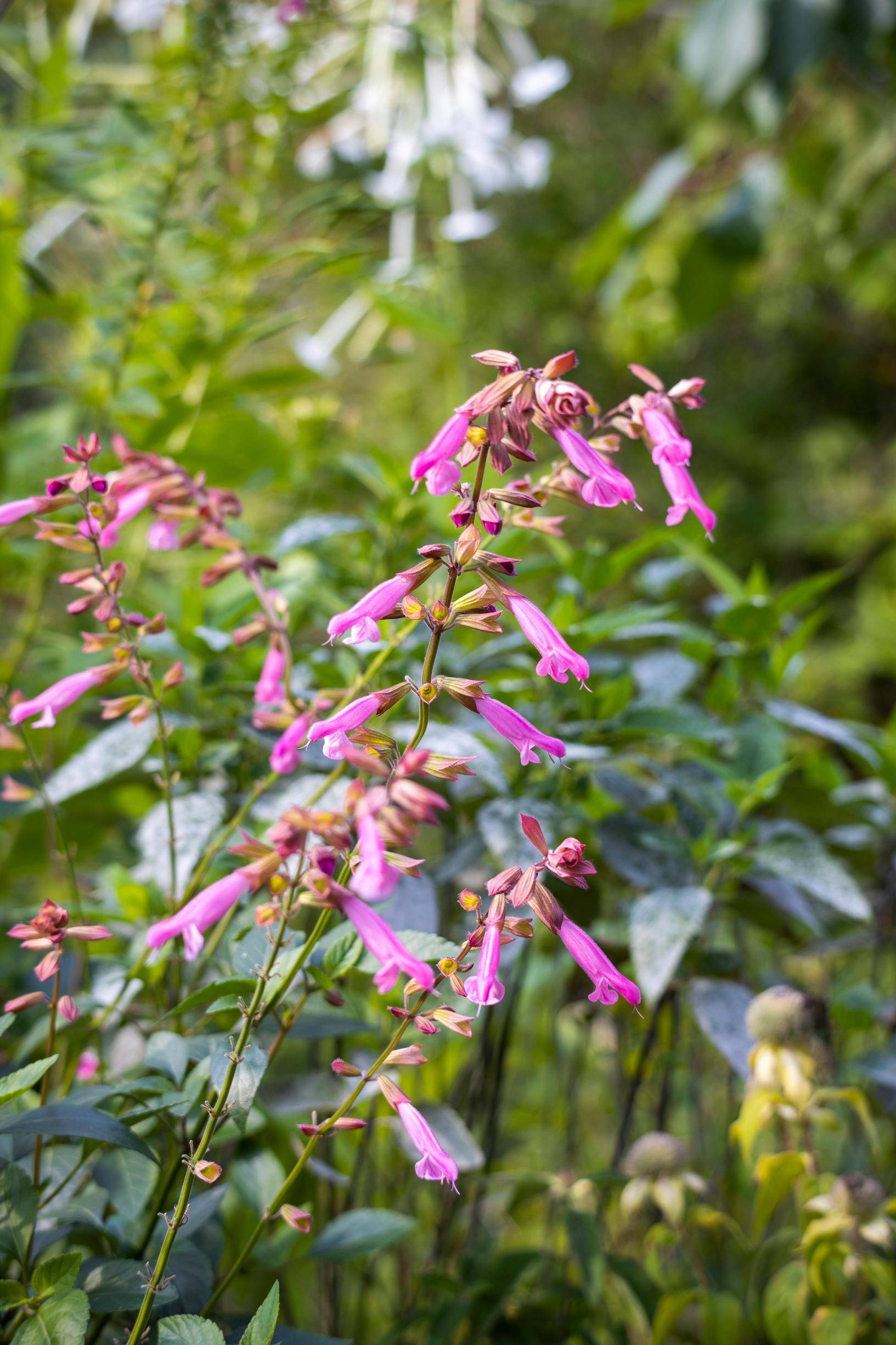 Salvia ’Kisses and Wishes’