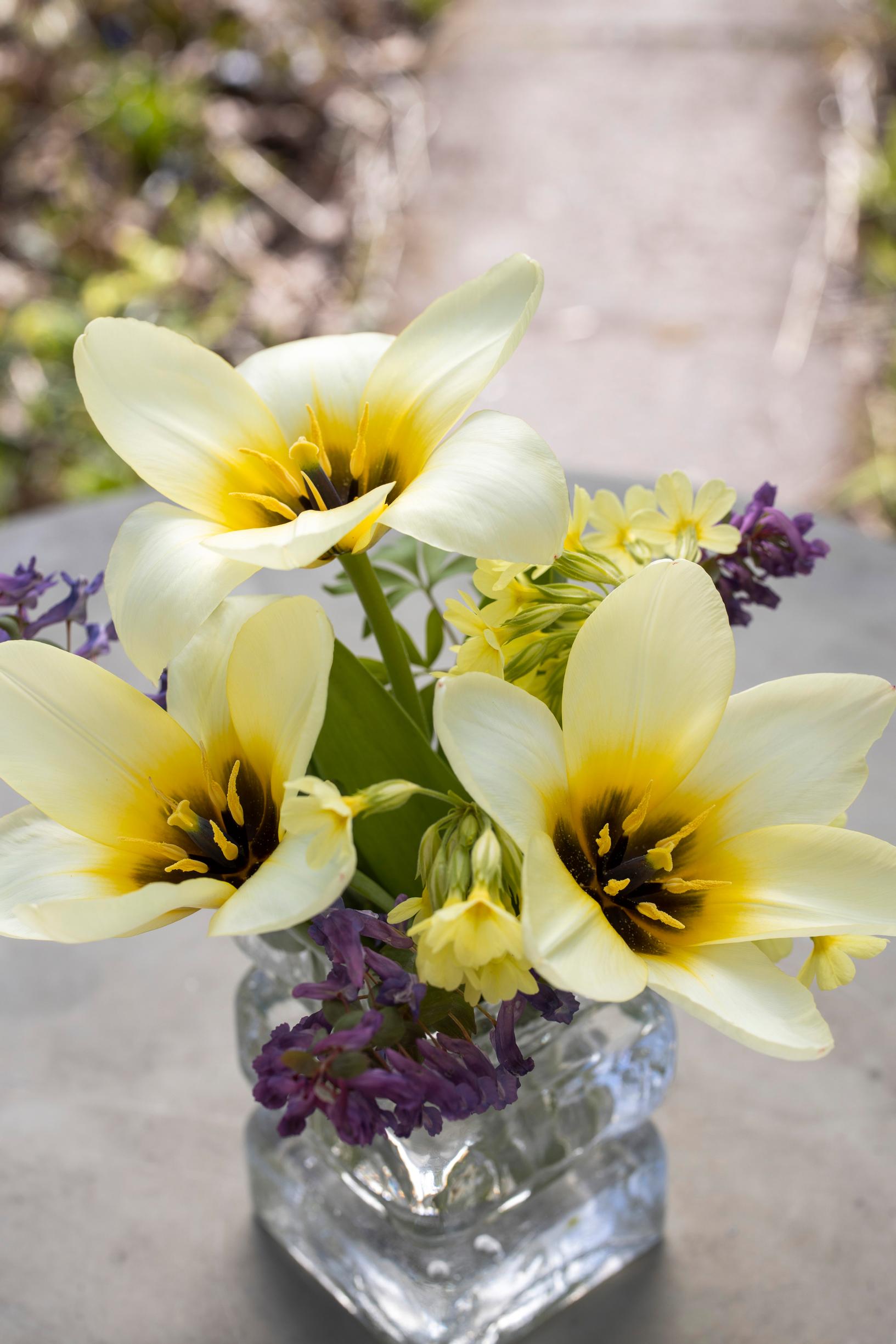 Lummetulppaani ’Conserto’.