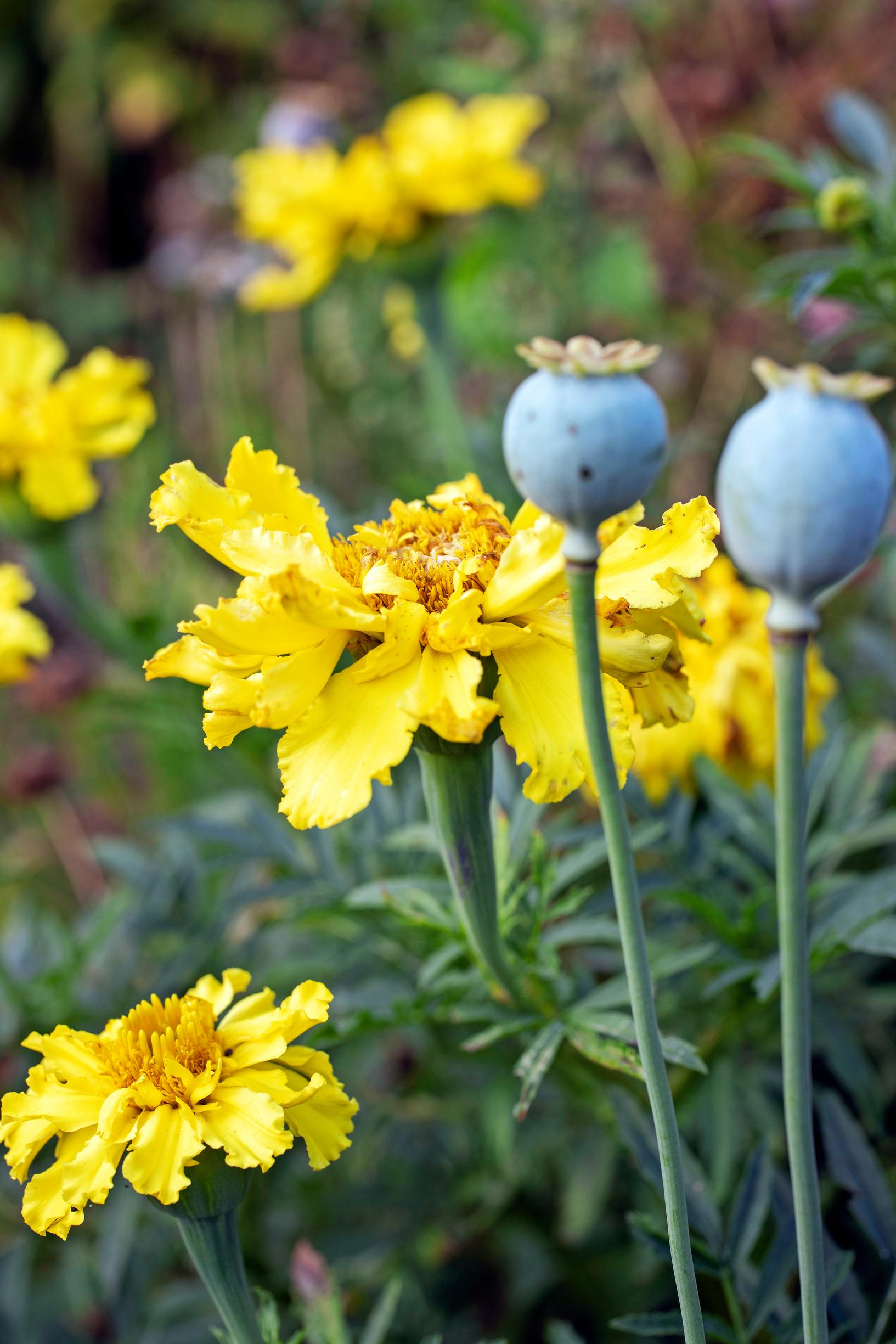 Keltaisia samettikukkia ja sinisiä oopiumunikoita Ulla-Maijan puutarhassa