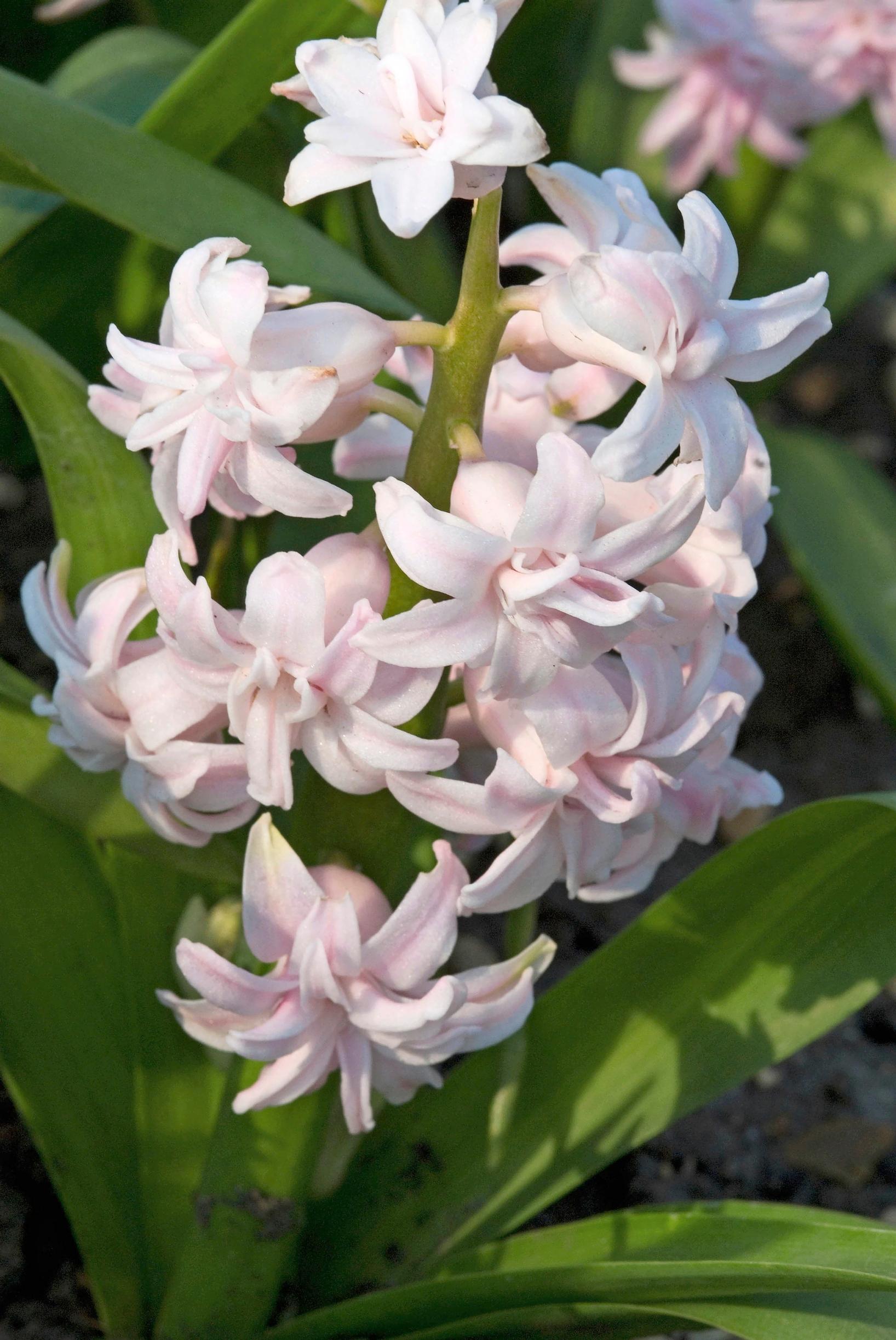 Hyasintti ’Chestnut Flower’