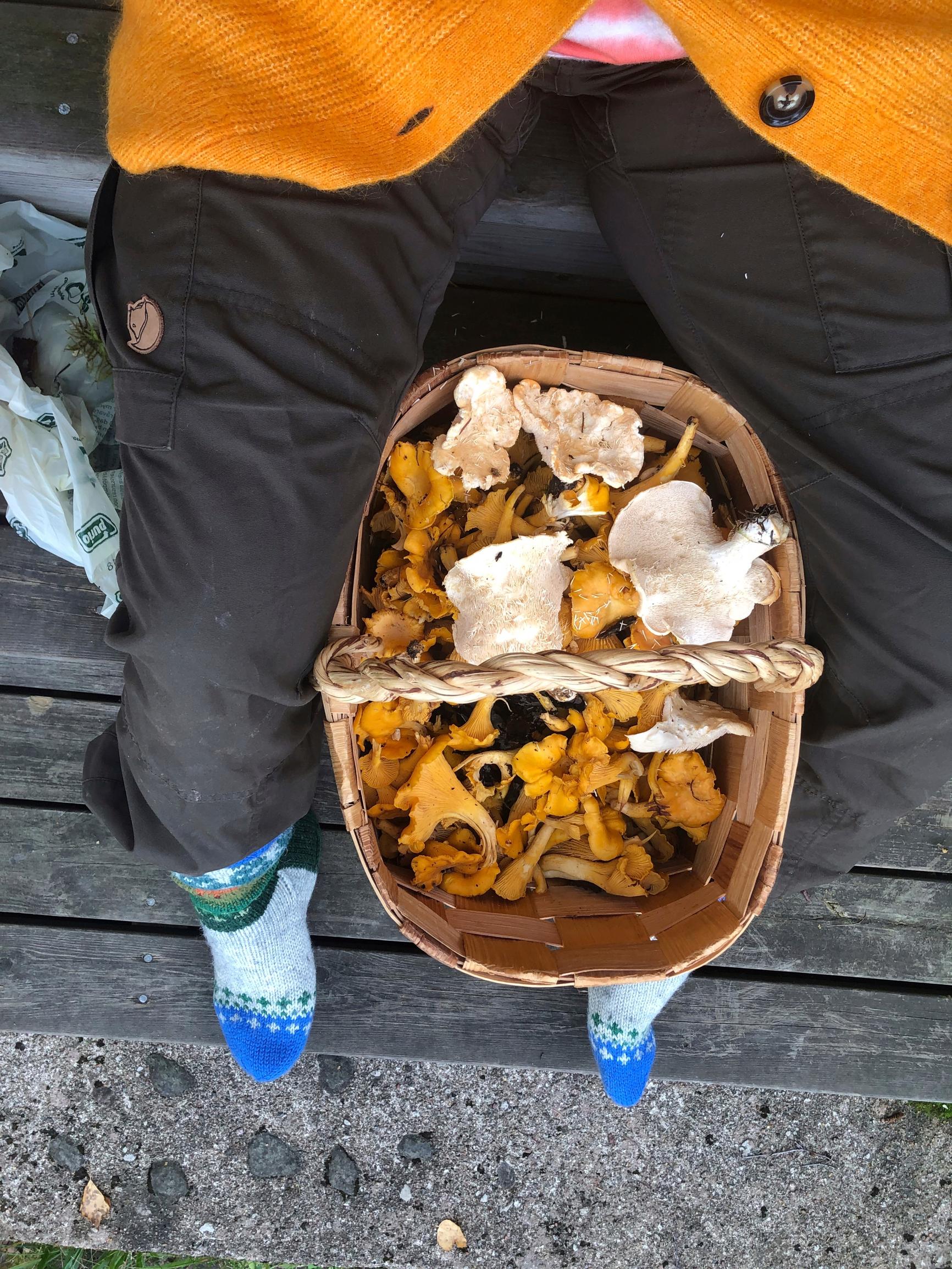 Meri-Tuuli Väntsin jalkojen välissä pärekori, jossa paljon kantarelleja ja muita sieniä