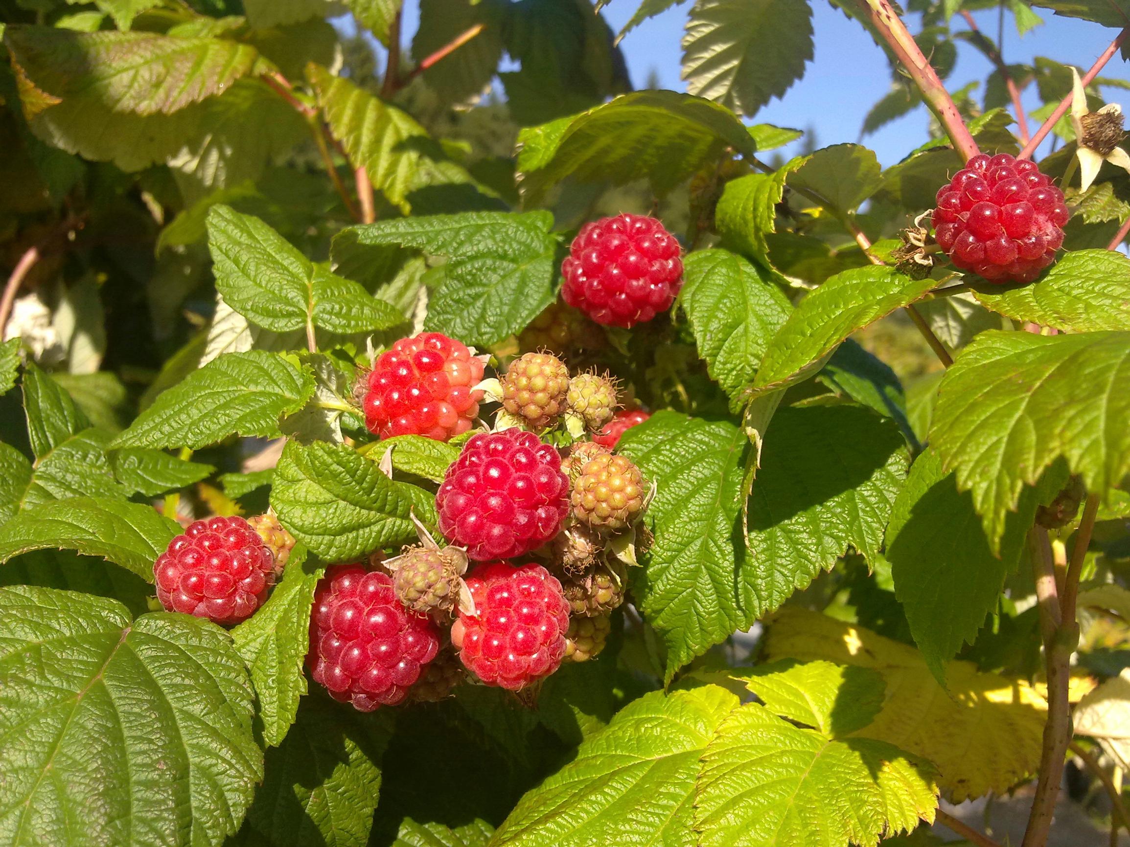 Punavadelma 'Jenkka'