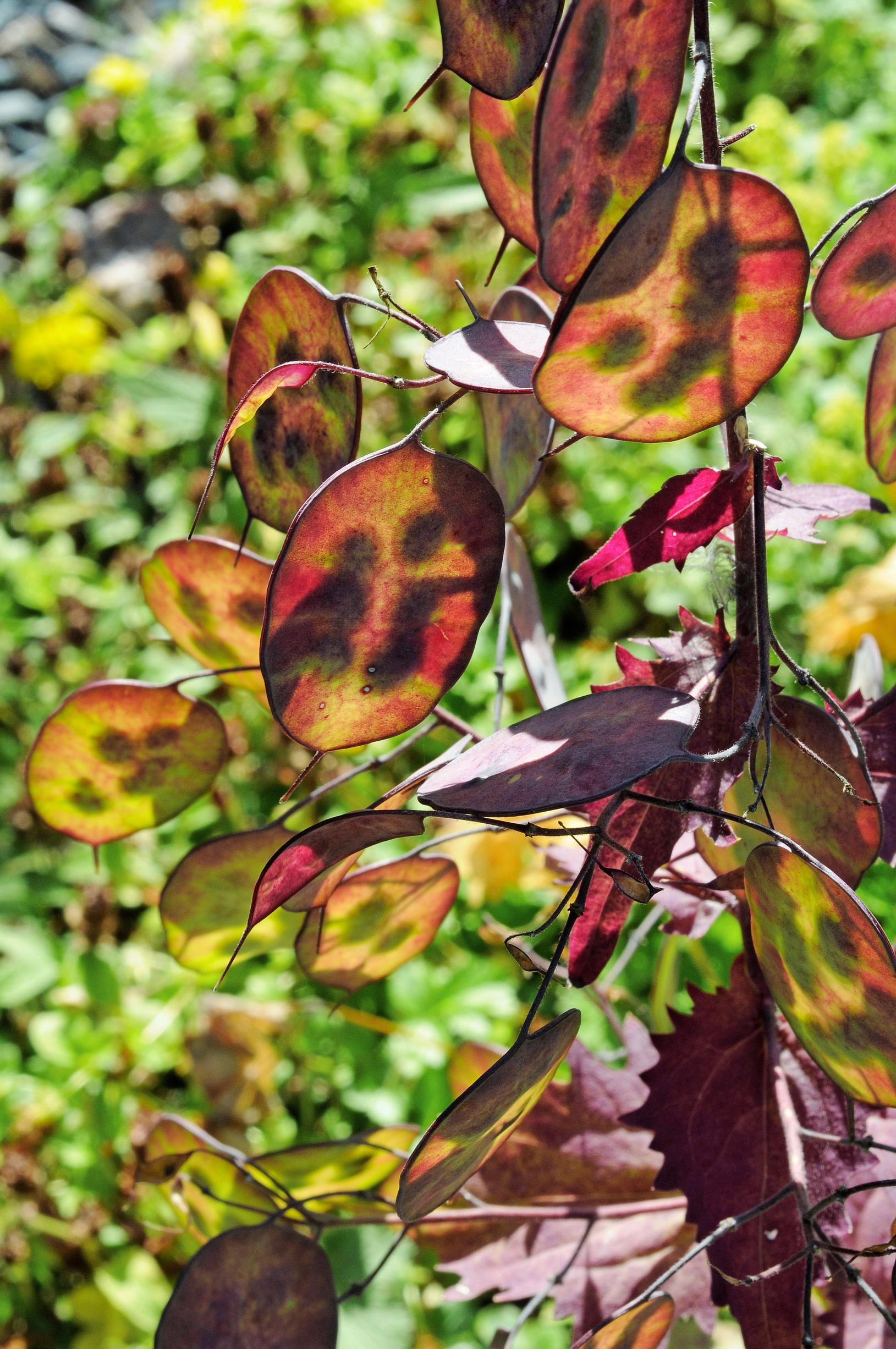 Kaksivuotiset kasvit: kesäkuuruoho.