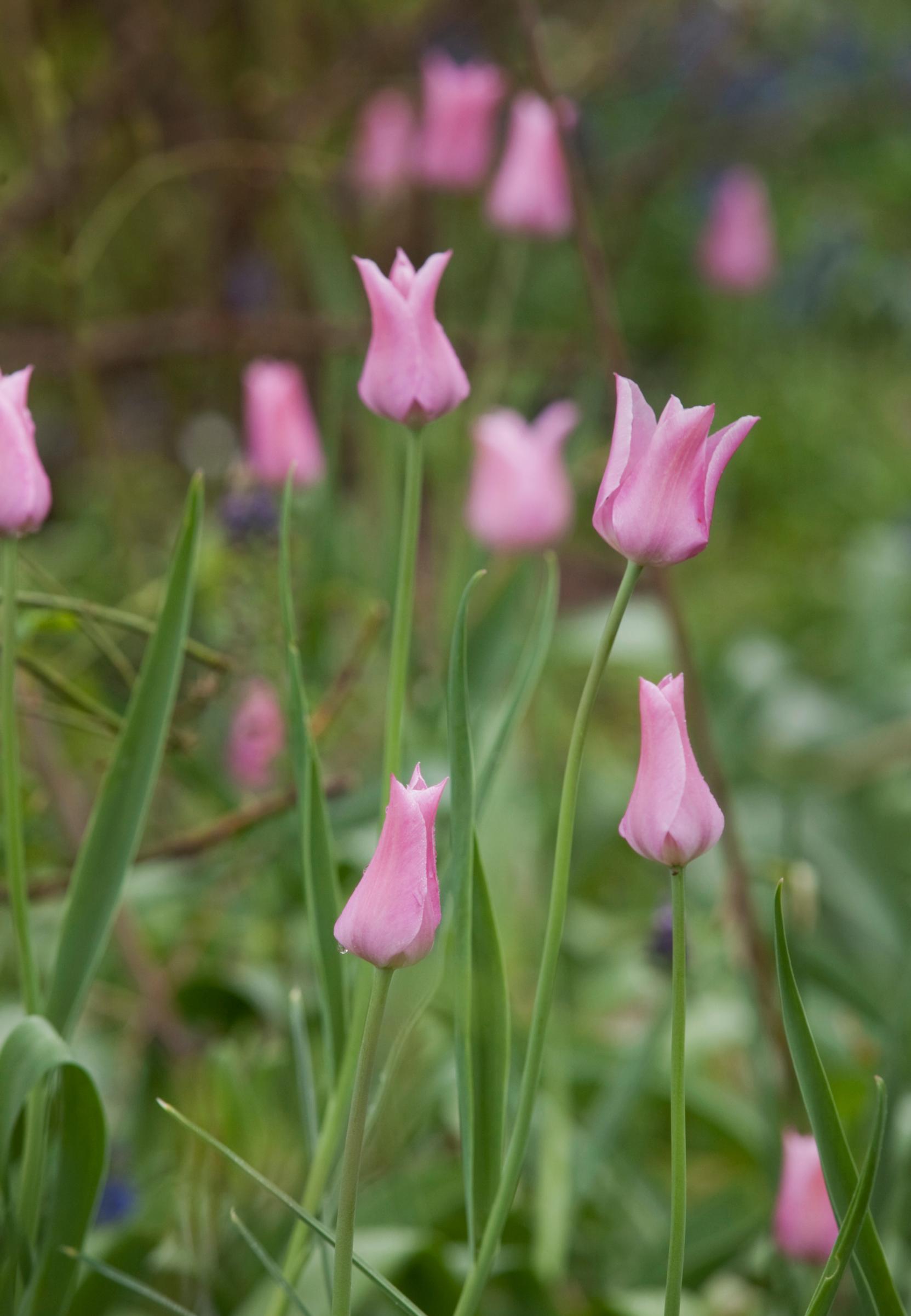 'China Pink' -liljatulppaani.