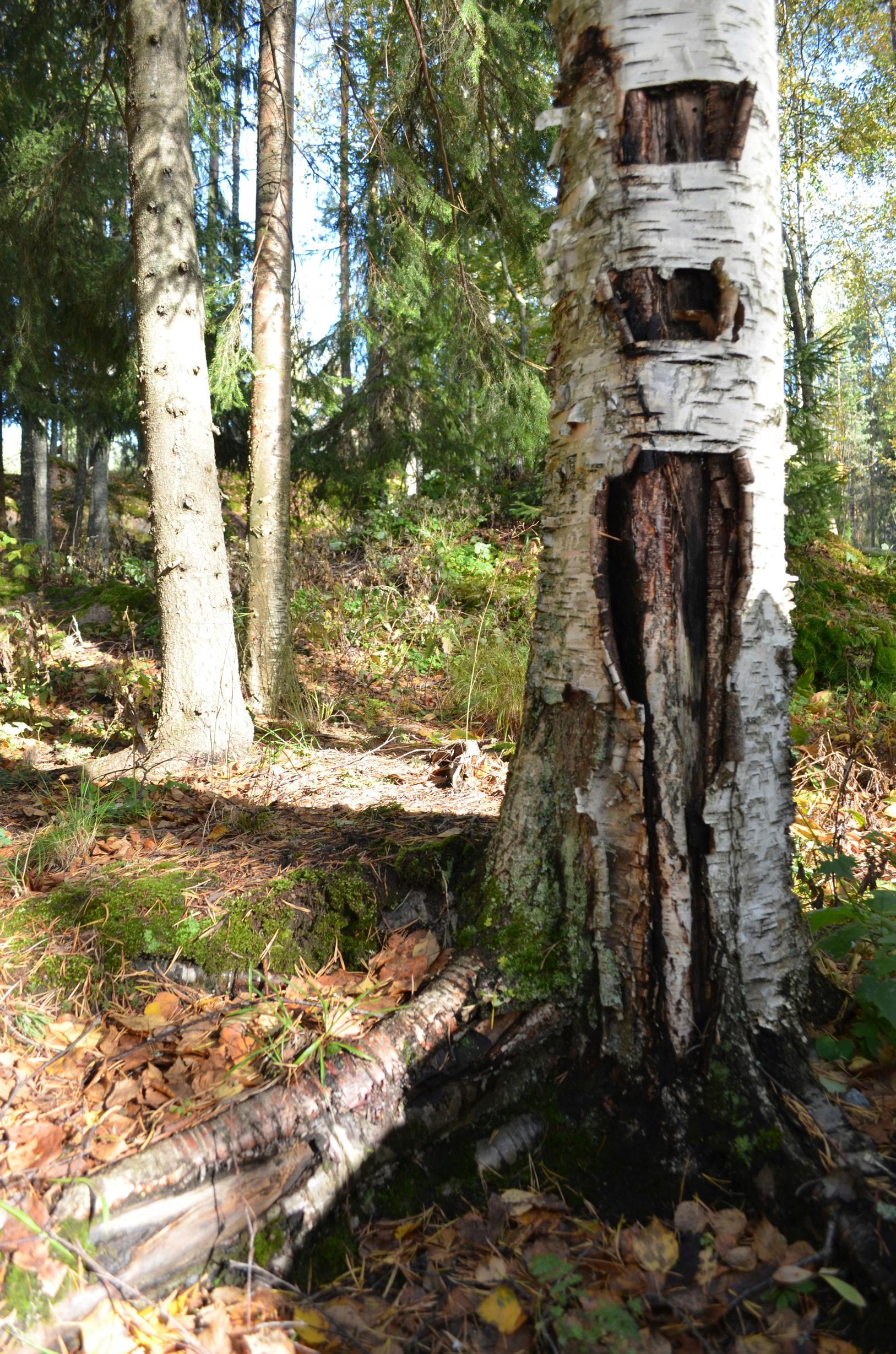 lahoja kohtia monessa kohdassa koivunrungossa, taustalla metsää