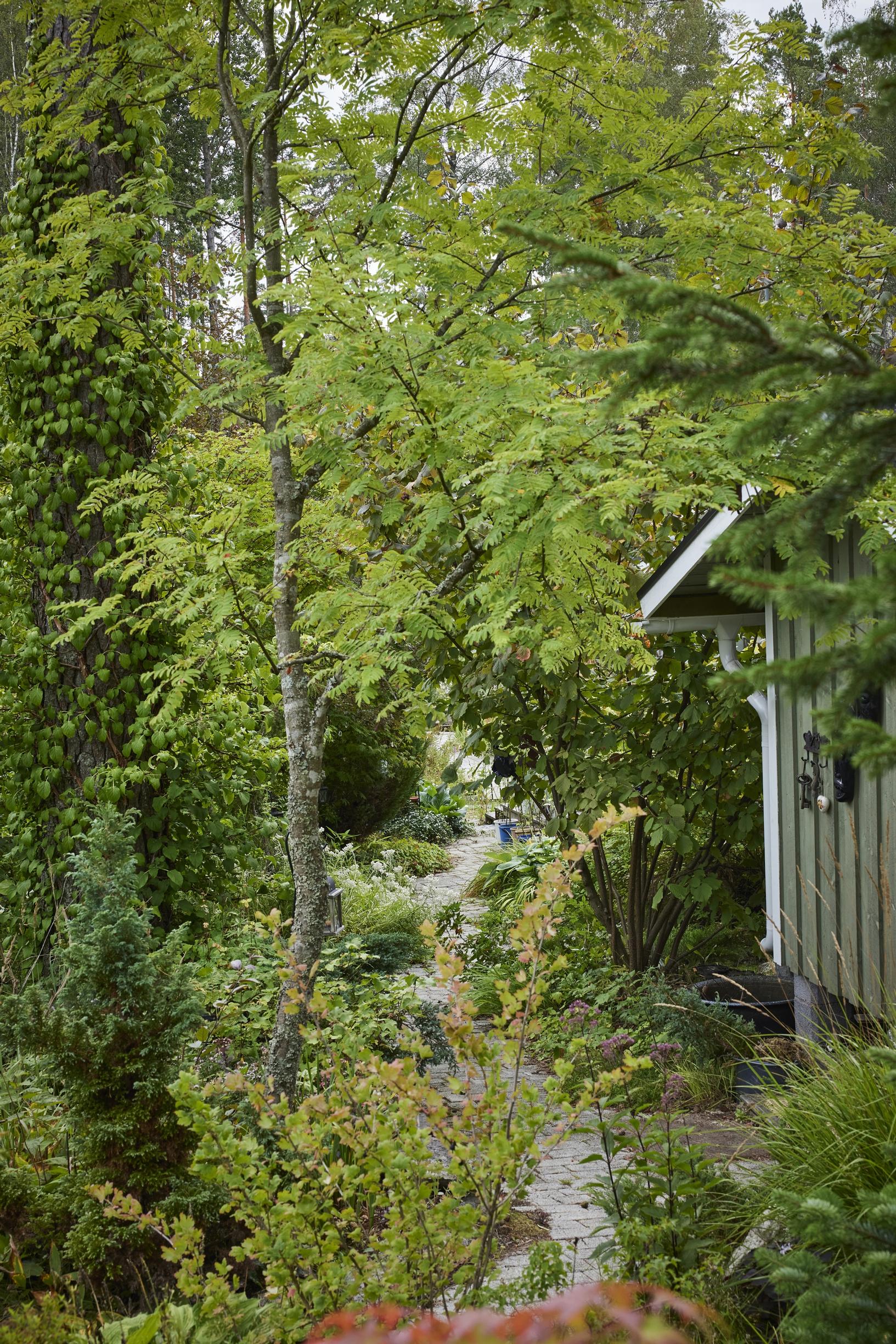 Maisemasuunnittelijan mökkipiha