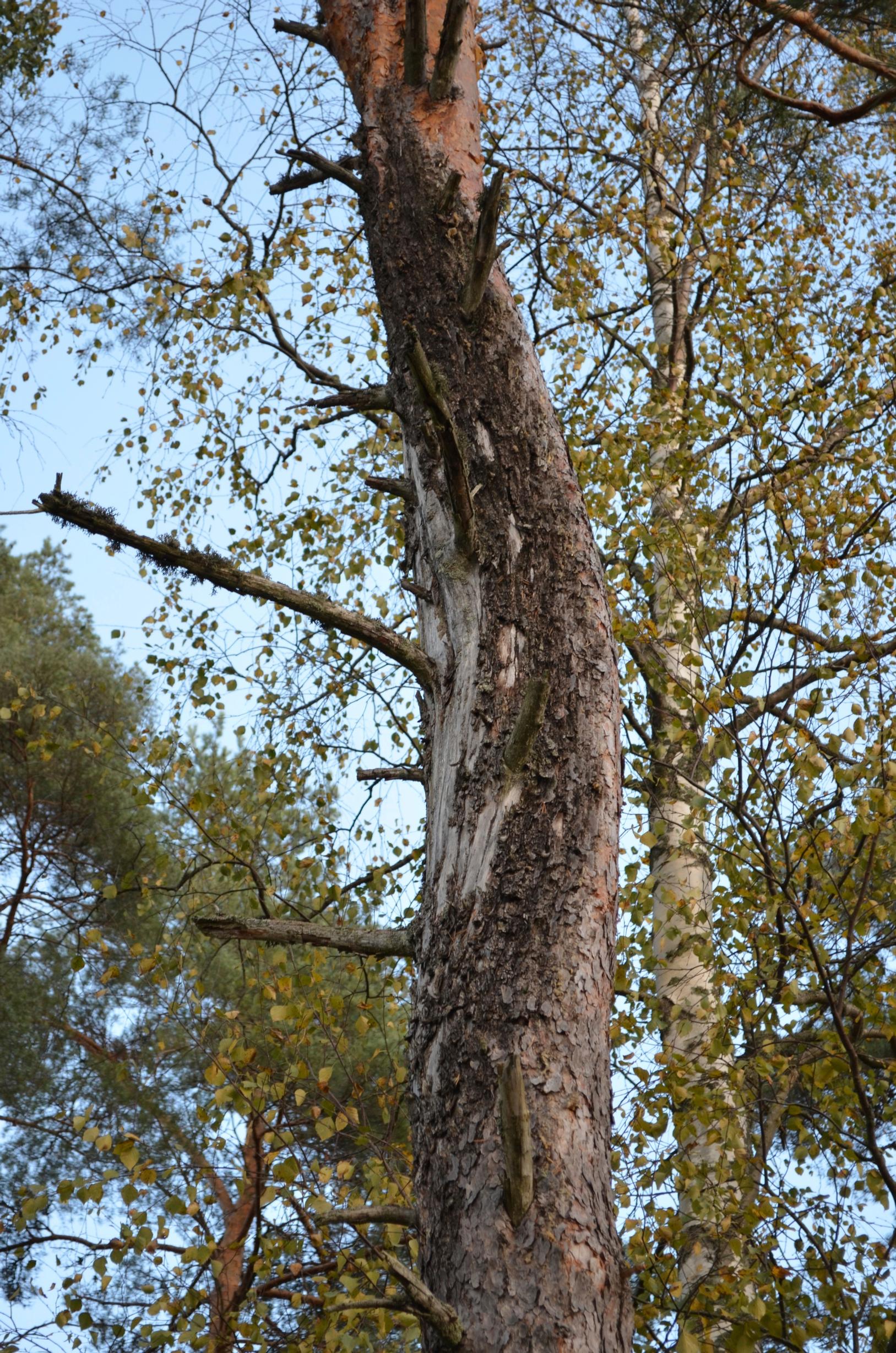 huonokuntoinen männynrunko metsässä