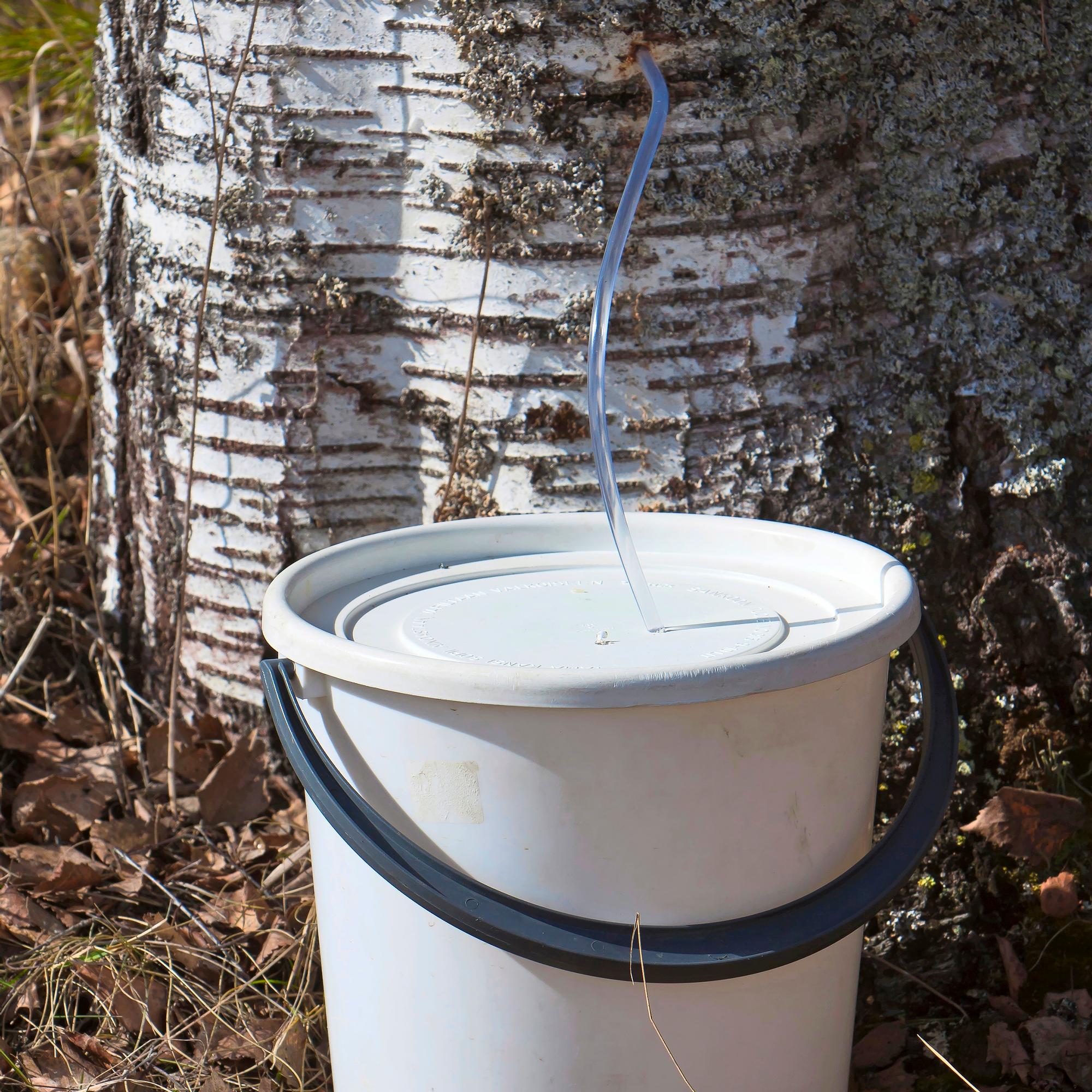 Koivun mahlan paras valutusaika on huhti-toukokuussa – kerää luonnon tehoaine talteen ohjeillamme