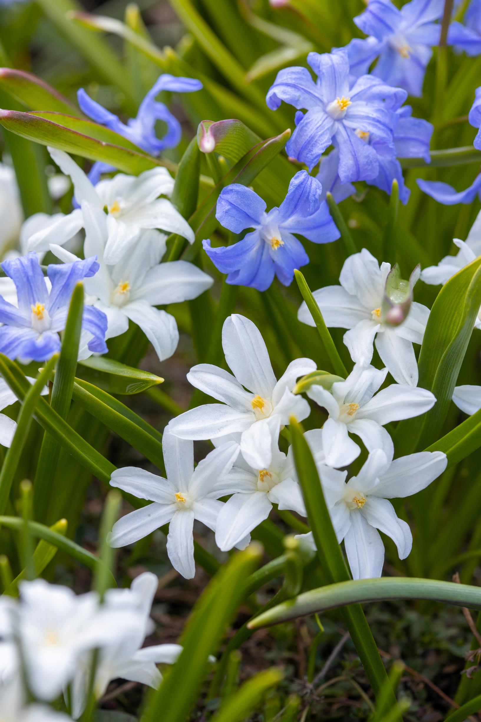 Isokevättähti (Scilla luciliae) ’Alba’.