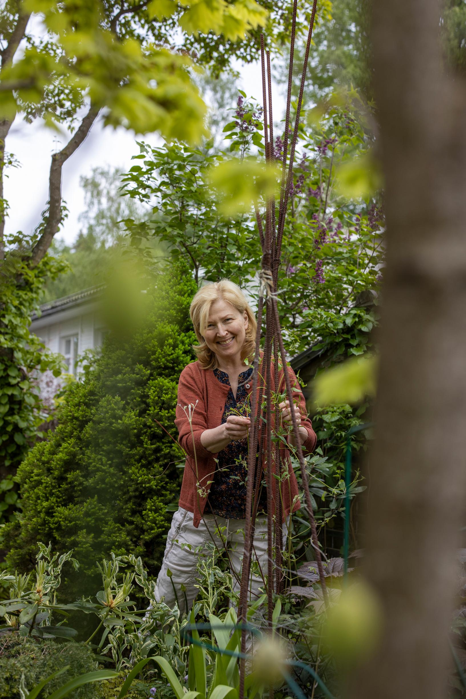 Harjateräs on kestävä ja puutarhaan sulautuva materiaali, joka sopii köynnösten tukemiseen.