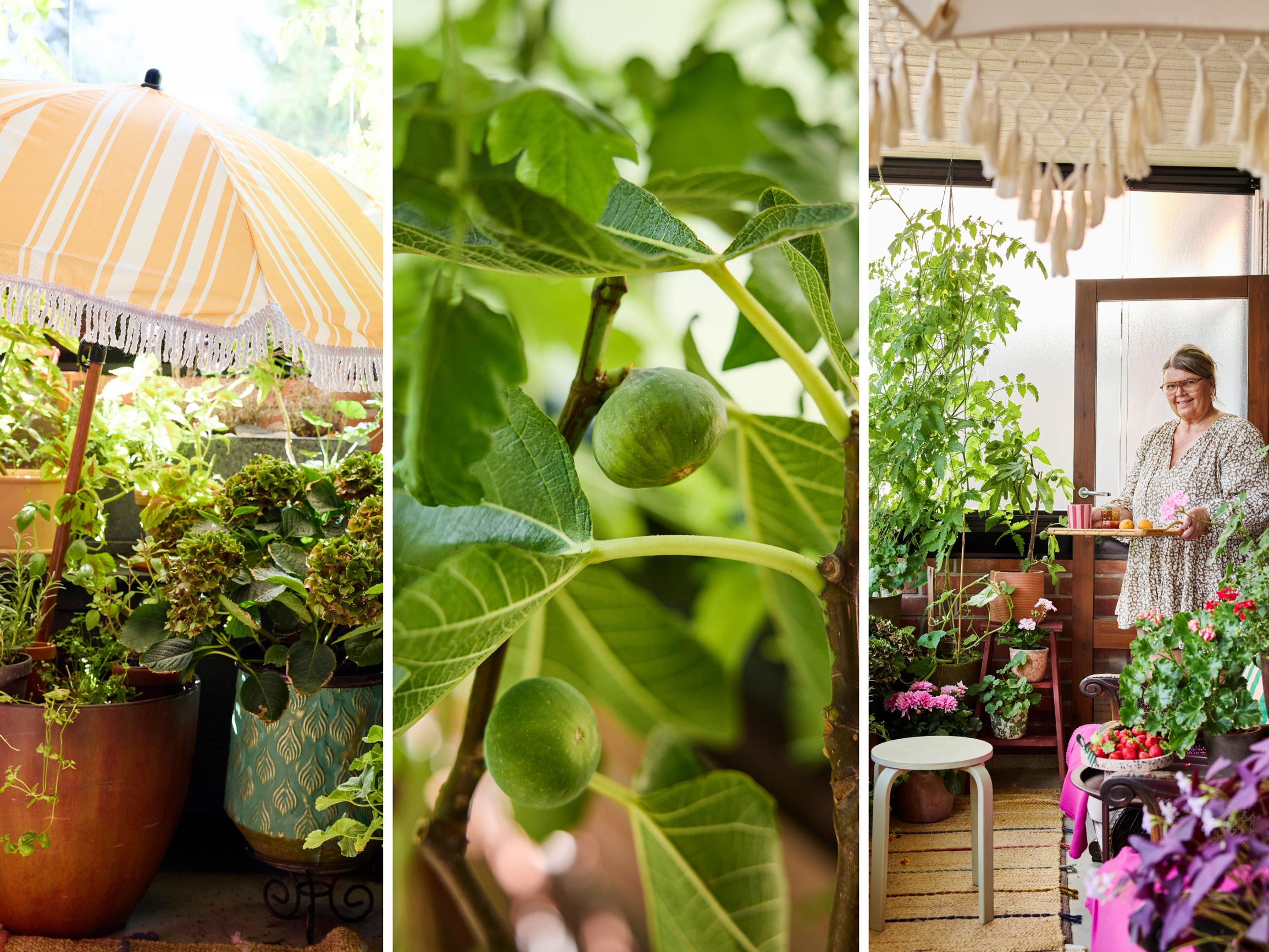 Sisustussuunnittelija nukkuu parvekkeellaan, jossa köynnökset kiemurtavat ja viikuna kypsyttää satoa