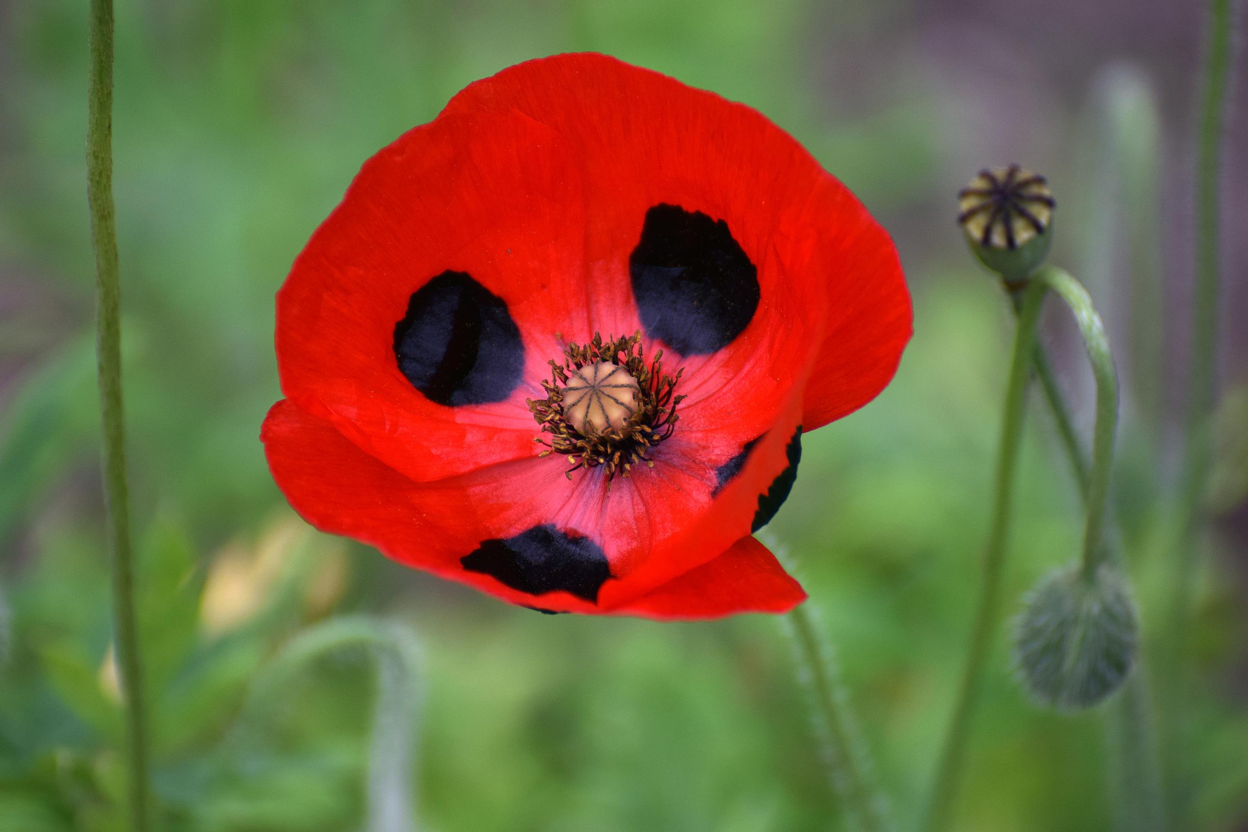 Turkinunikko