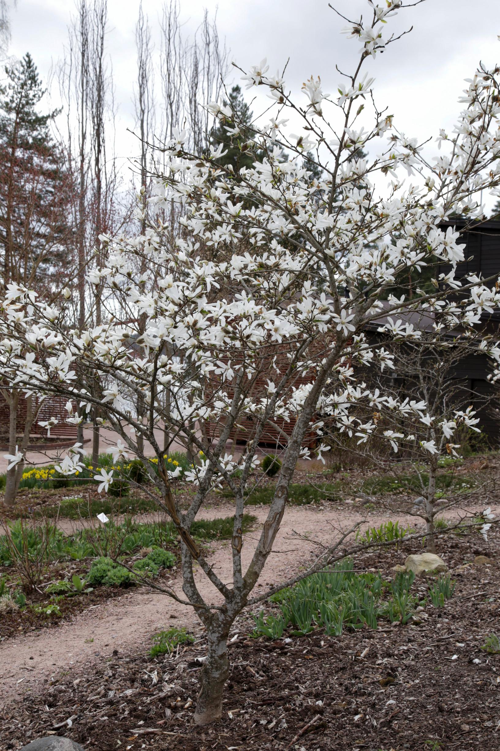 Kukkiva magnolia