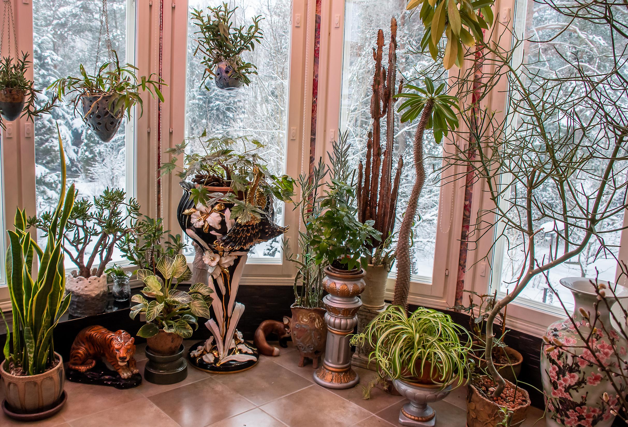 huonekasveja ikkunoiden edessä