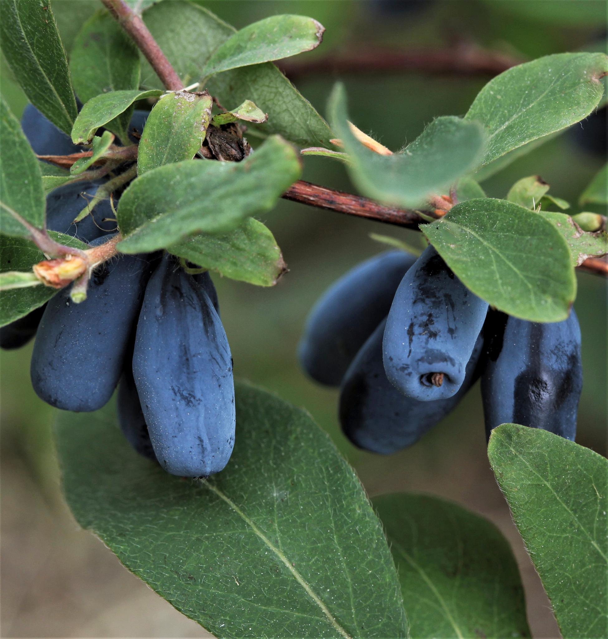 Hunajamarja eli makeasinikuusama ’Indigo Gem’.