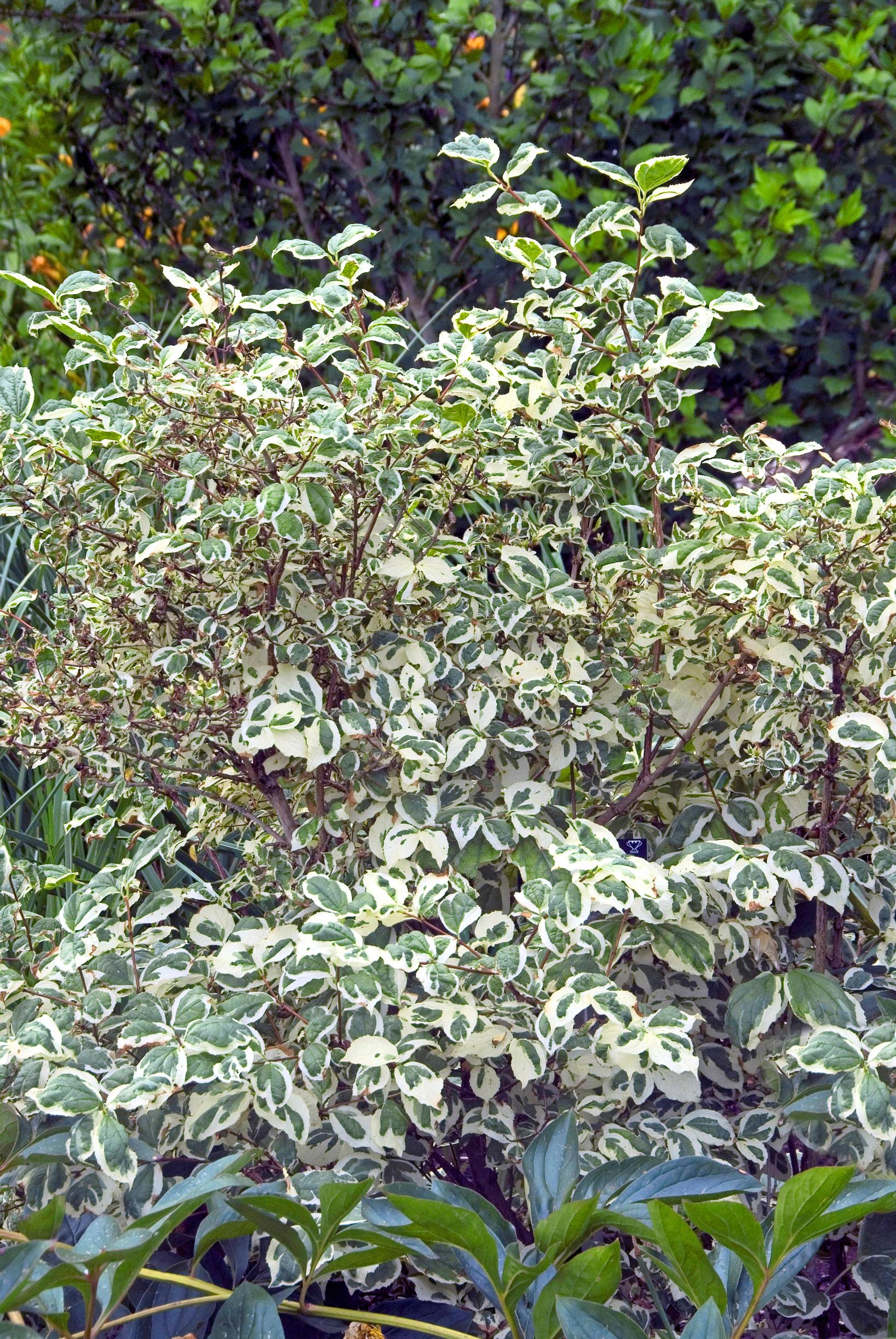Pihajasmike ’Variegatus’
