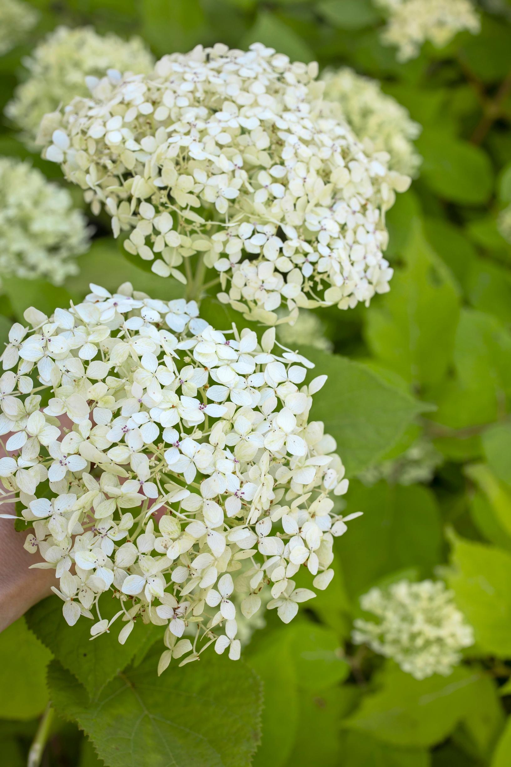 Valkoinen Lime Rickey -pallohortensia Ilpon puutarhassa