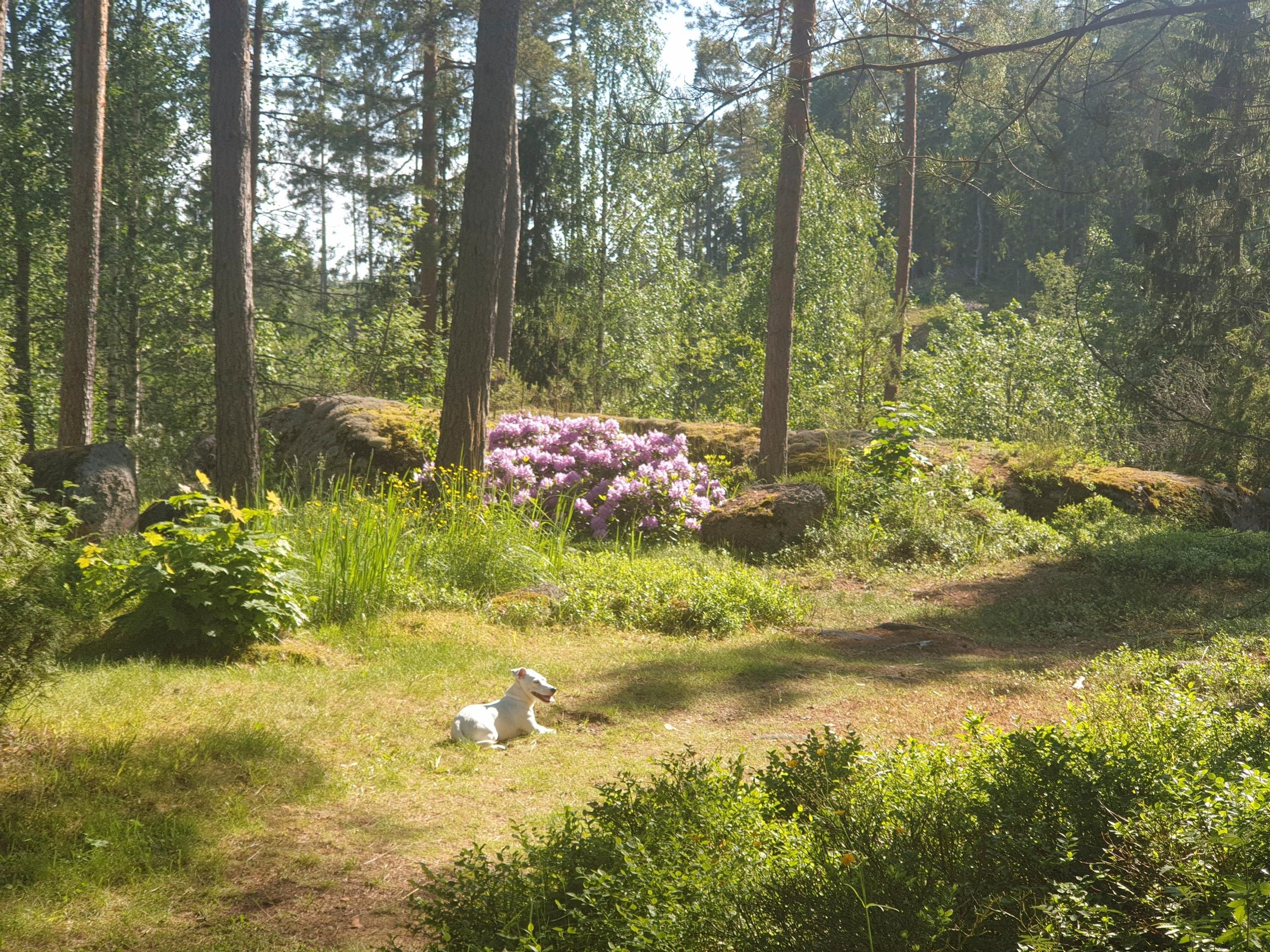 jackrussellinterrieri Maru lepäilee nurmikolla metsän siimeksessä