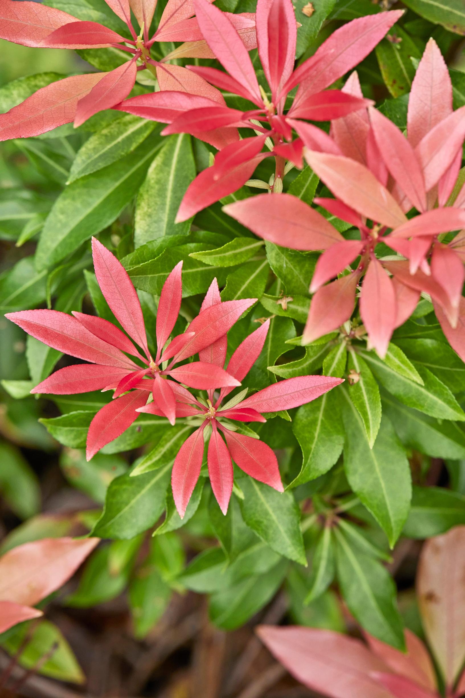 Moosegarden: ikivihreän ’Forest Flame’ -japaninkellovaiveron uusi kasvu on helakanpunaista.