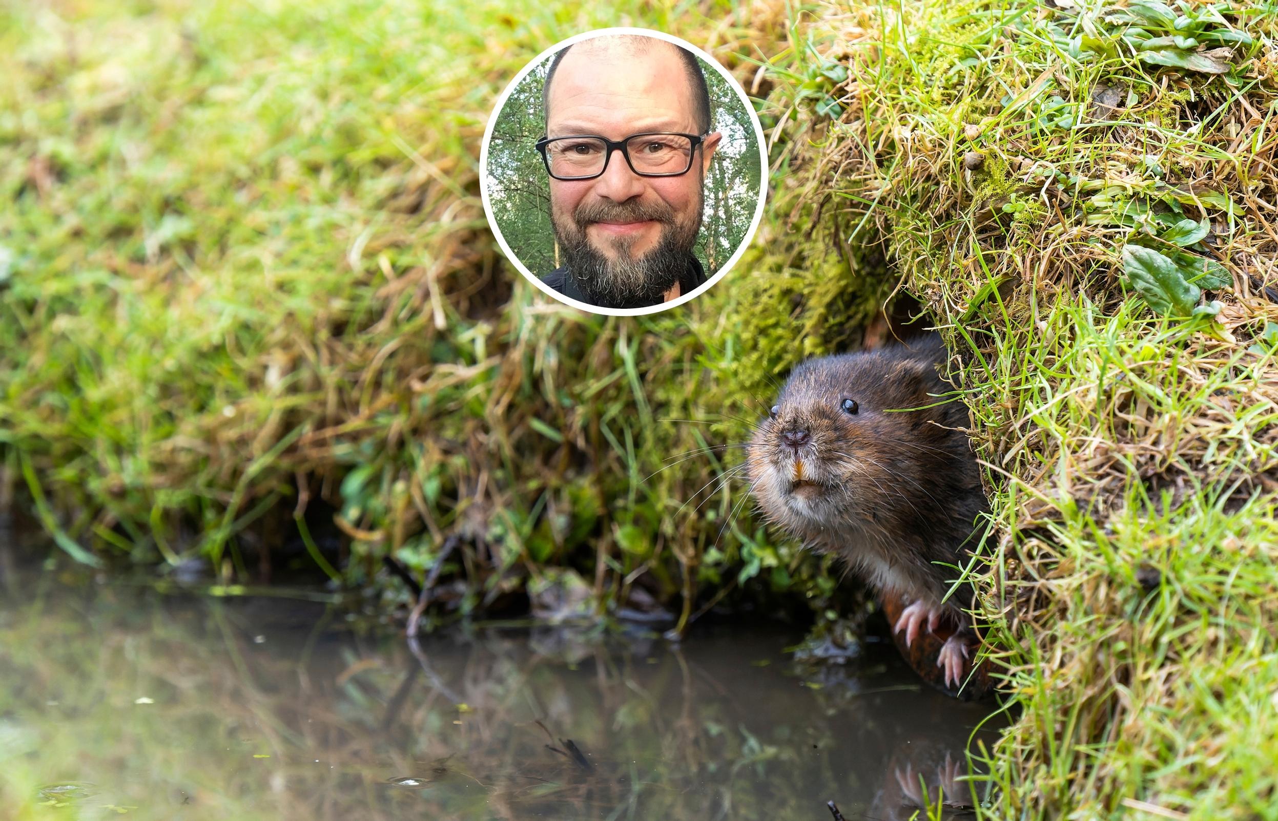 Muiden myyrien kannanvaihtelu on selkeää, mutta vesimyyrien määrää on mahdoton ennustaa –  ja ne voivat aiheuttaa pahoja talvituhoja puutarhassa
