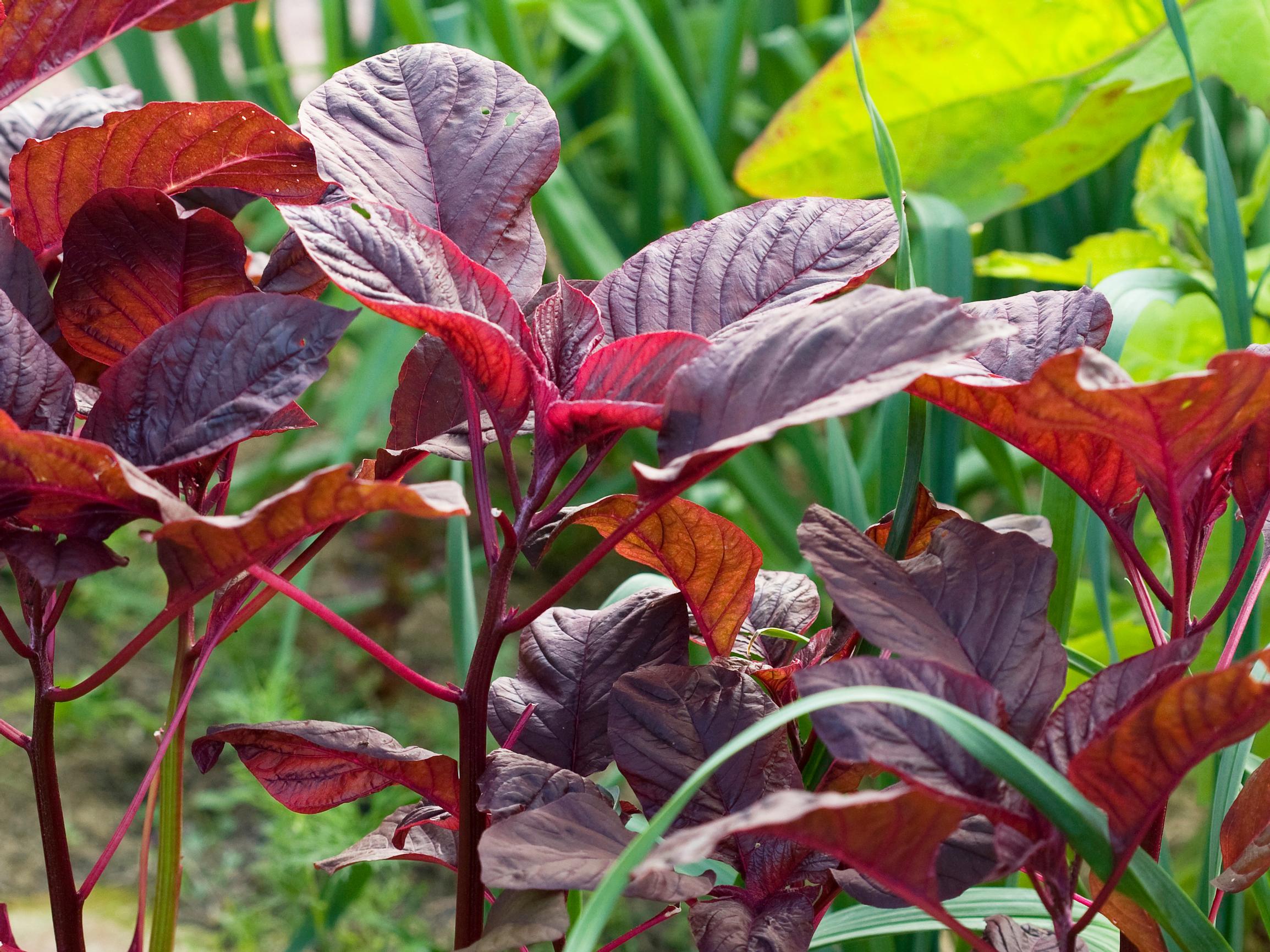 Tarhamaltsa on monikäyttöinen lehtivihannes, jonka maku muistuttaa pinaattia – näin onnistut kasvatuksessa