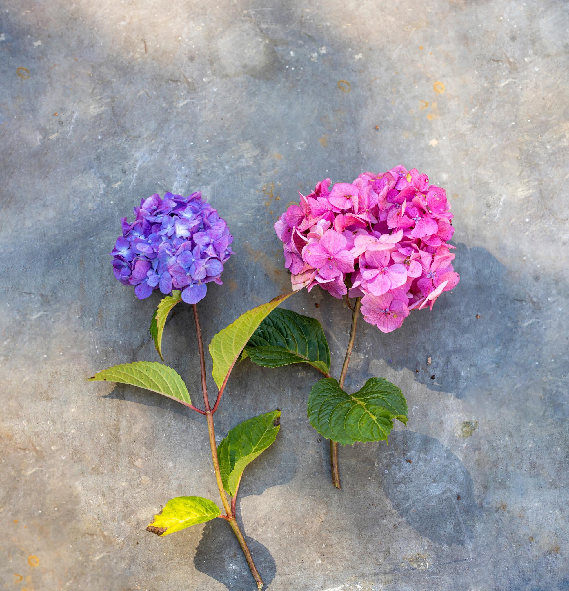 Pinkki 'Bloom Star' kasvaa yleismullassa, siniliila hapahkossa mullassa.