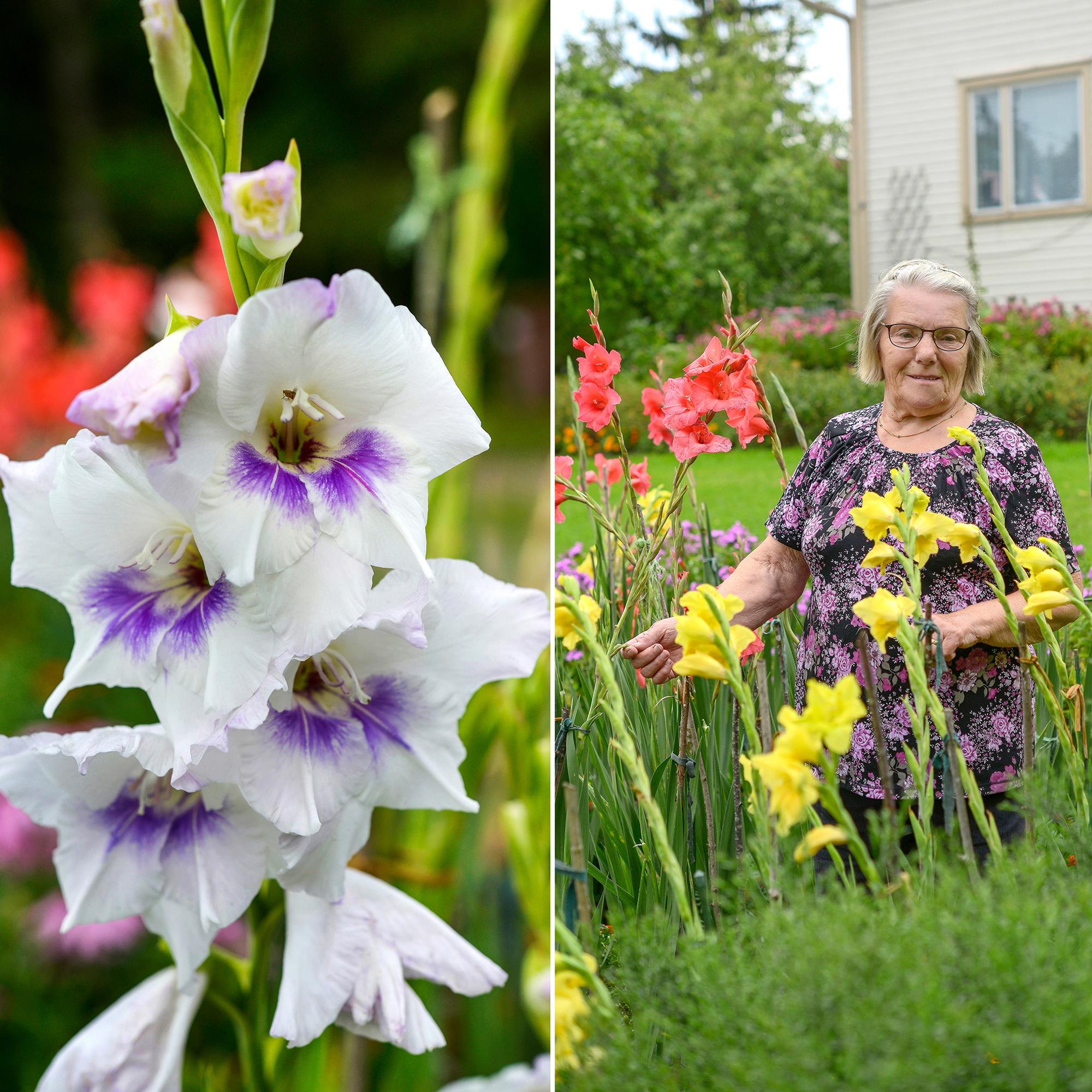 Helpompia kuin daaliat, sanoo gladioluksia yli 20 vuotta kasvattanut Marjatta – nappaa konkarin vinkit miekkaliljan kasvatukseen!