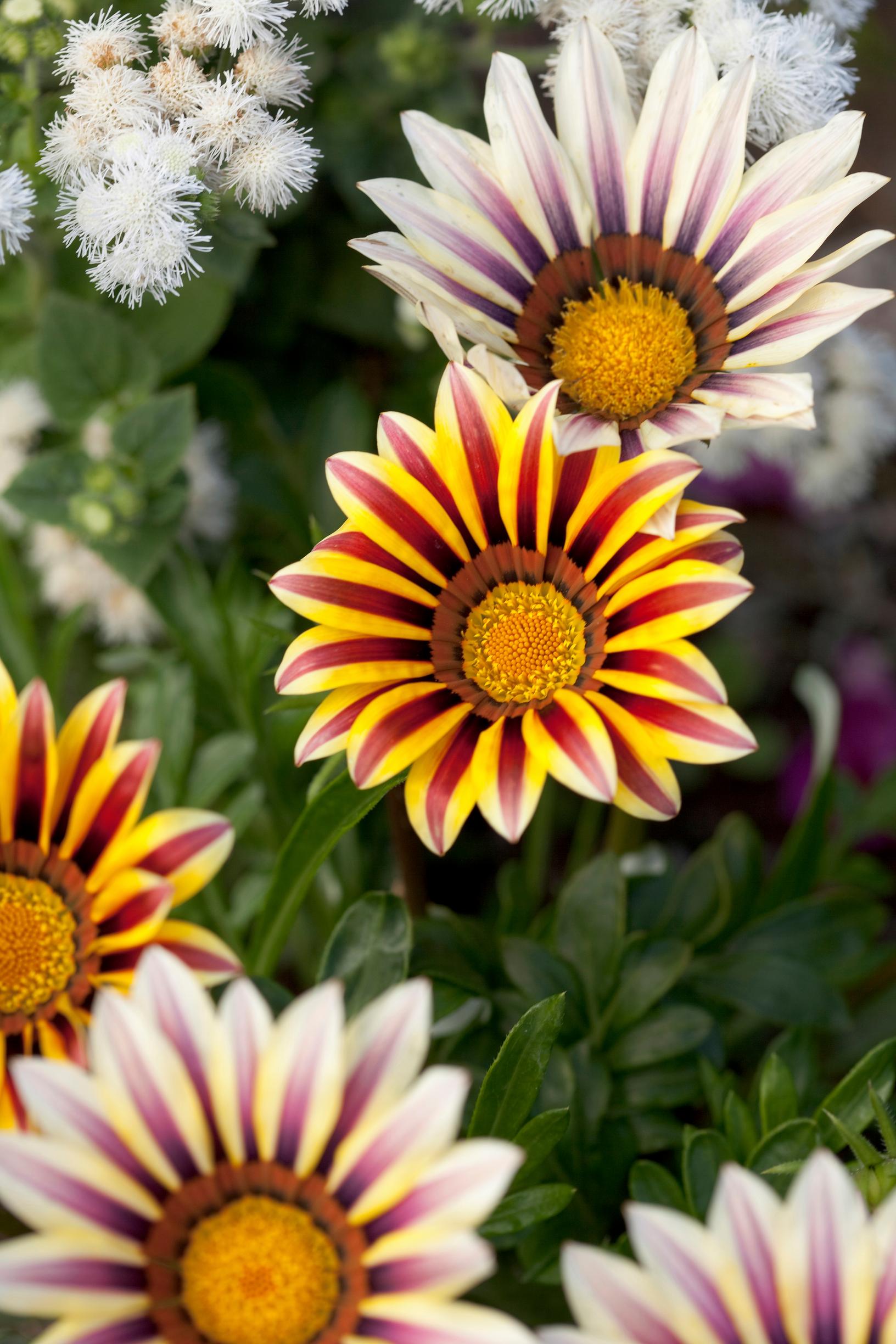 Timanttikukka, Gazania Pavonia-Ryhmä